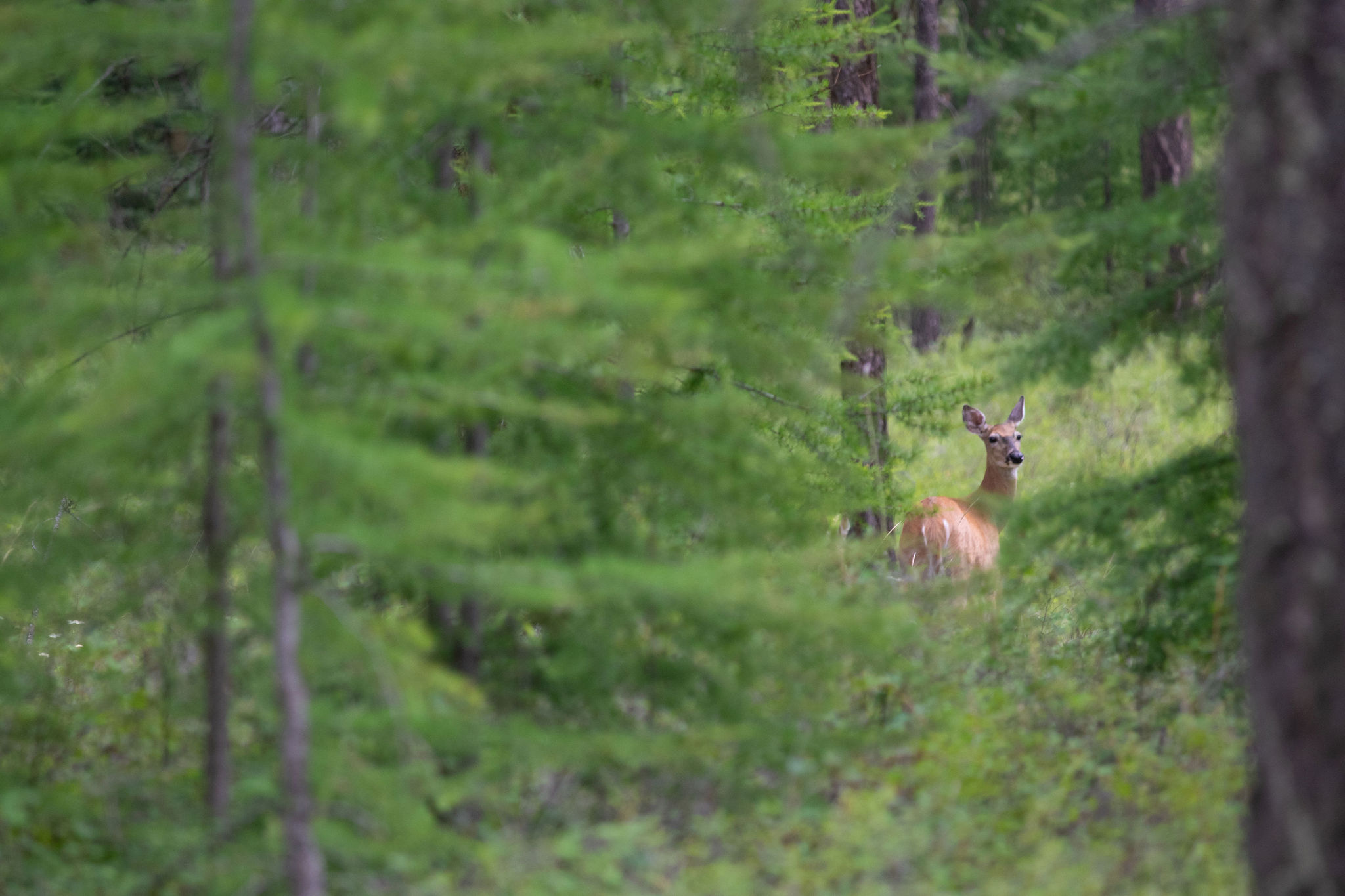 Address To Be Determined The Woodlands Lot 4