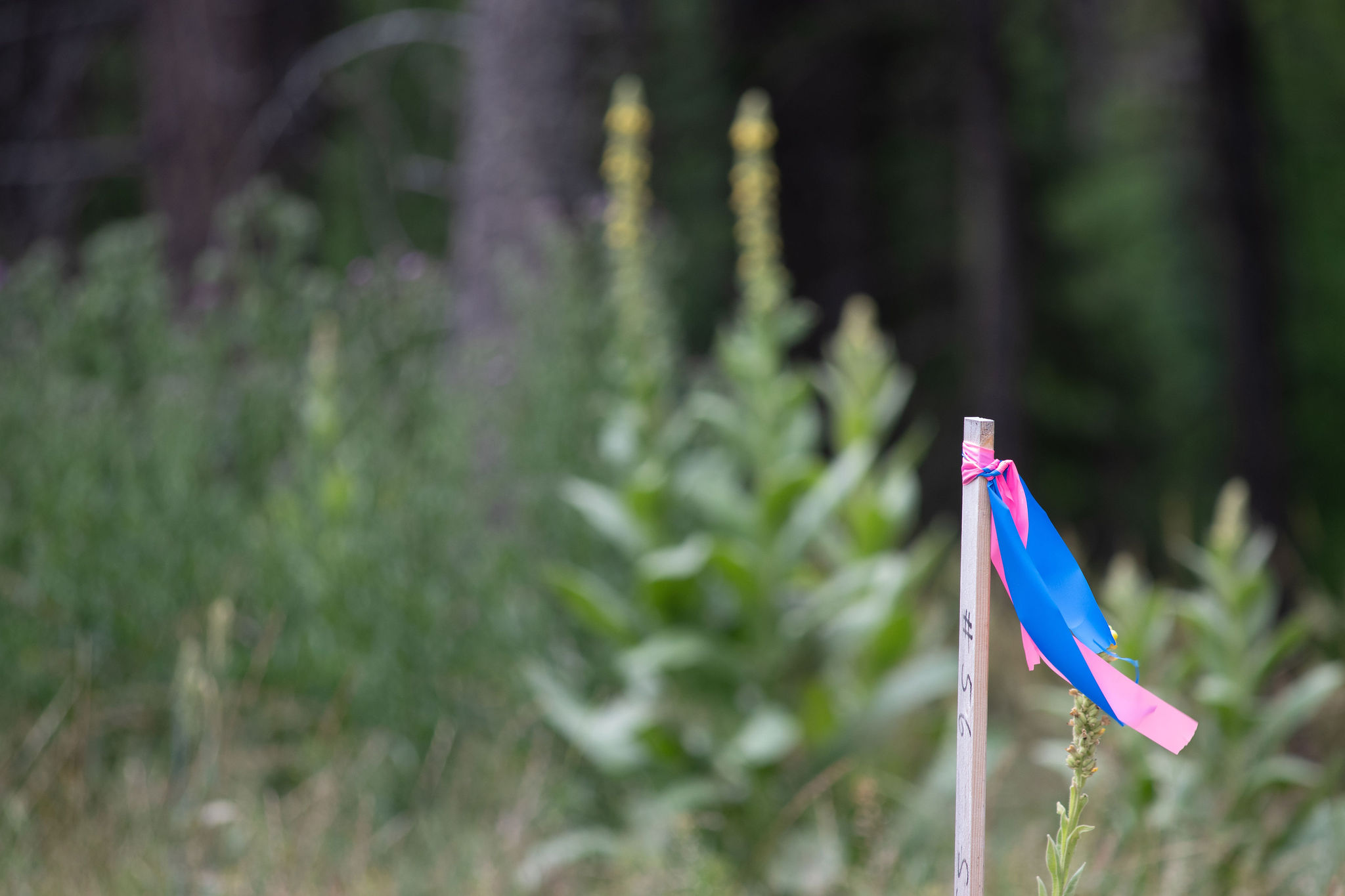 Address To Be Determined The Woodlands Lot 9