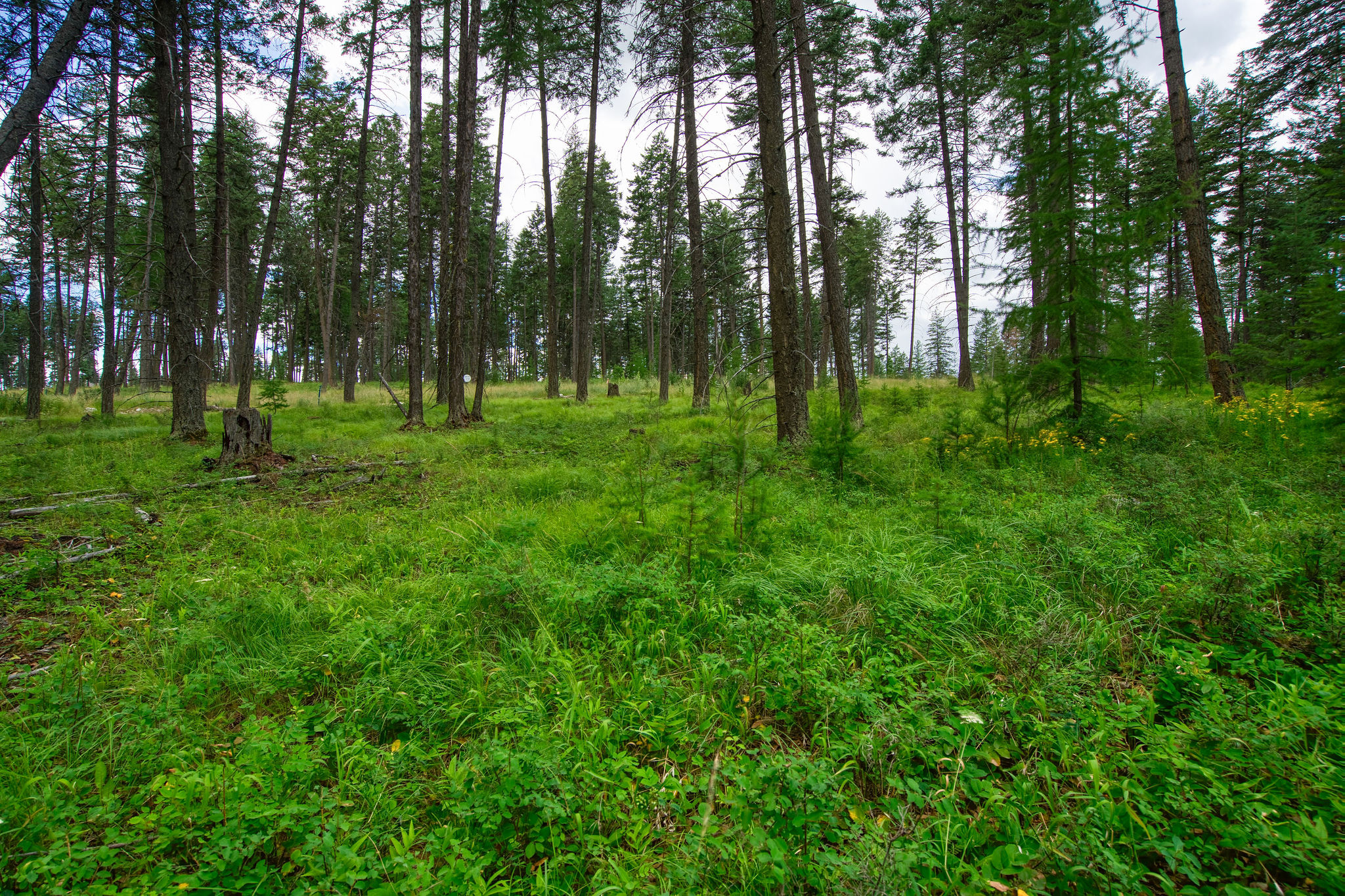 Address To Be Determined The Woodlands Lot 9