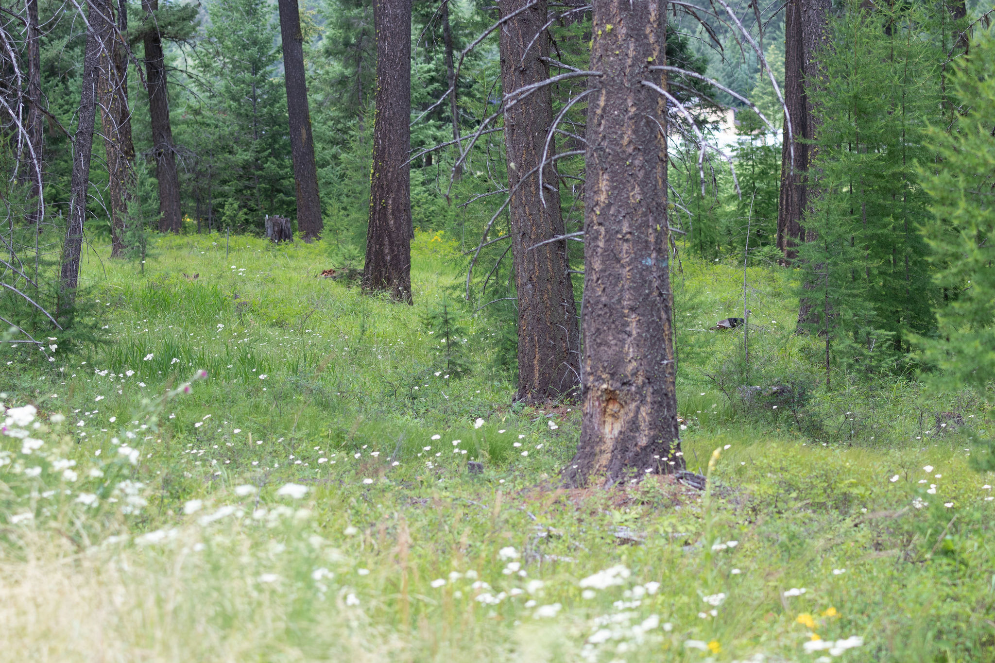 Address To Be Determined The Woodlands Lot 9