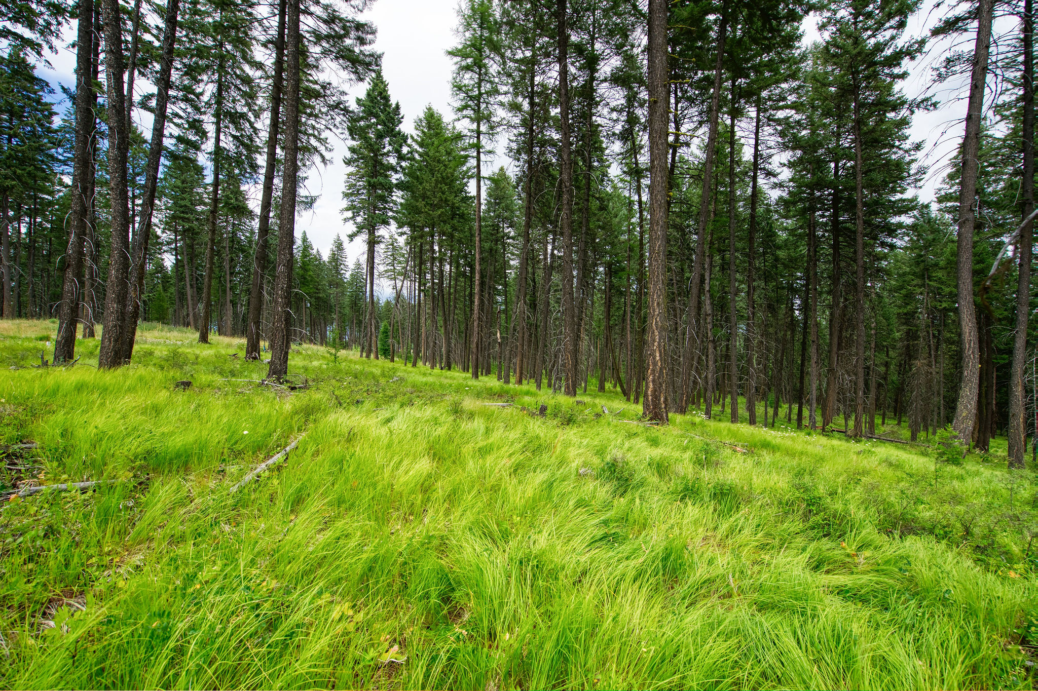 185 Rosewood Lane Lot 14