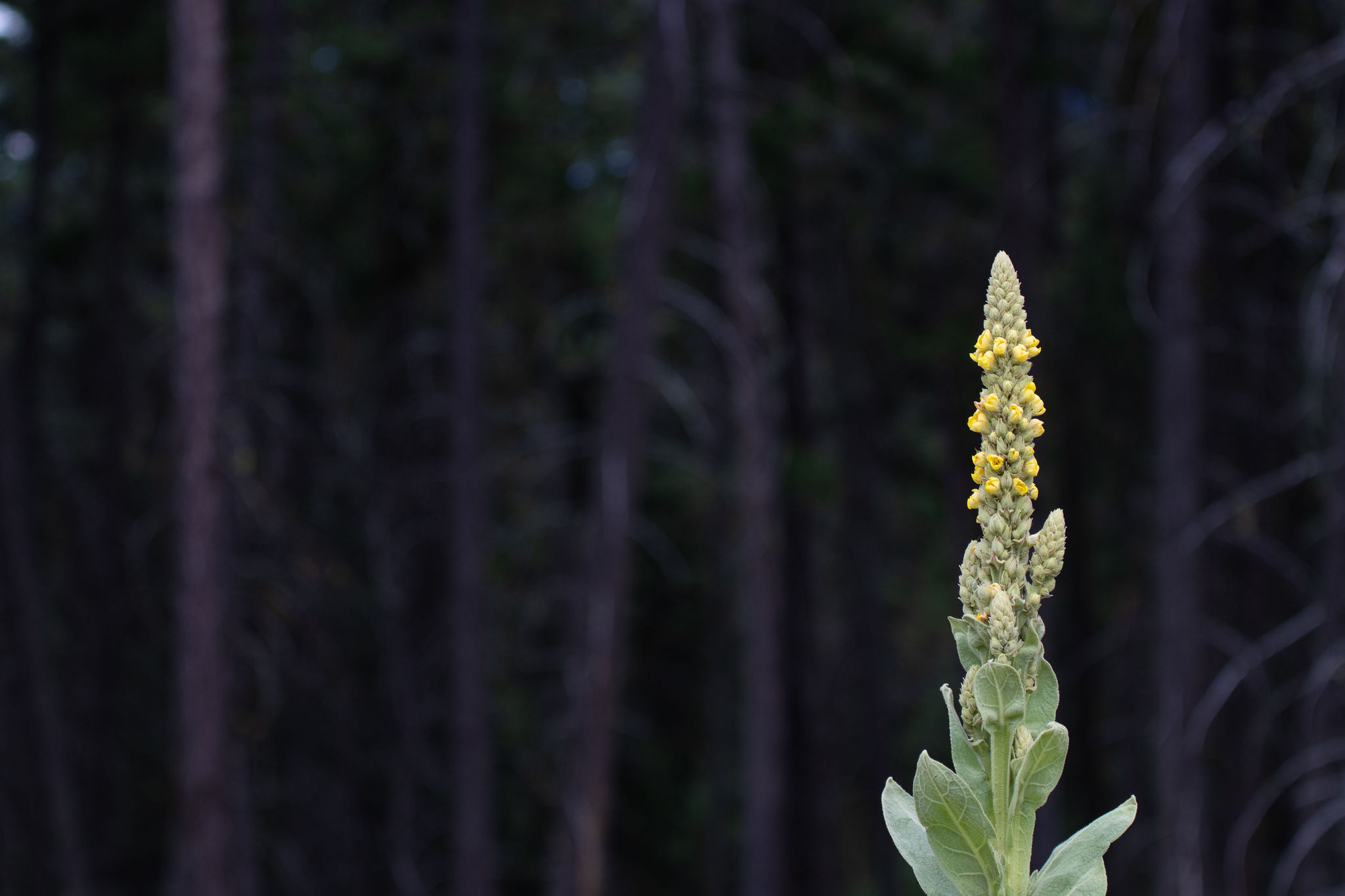 185 Rosewood Lane Lot 14