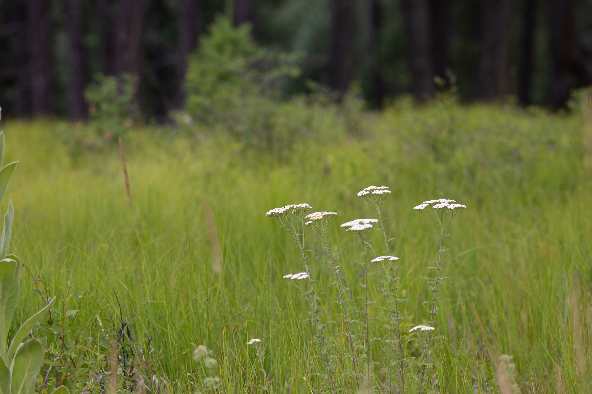 185 Rosewood Lane Lot 14