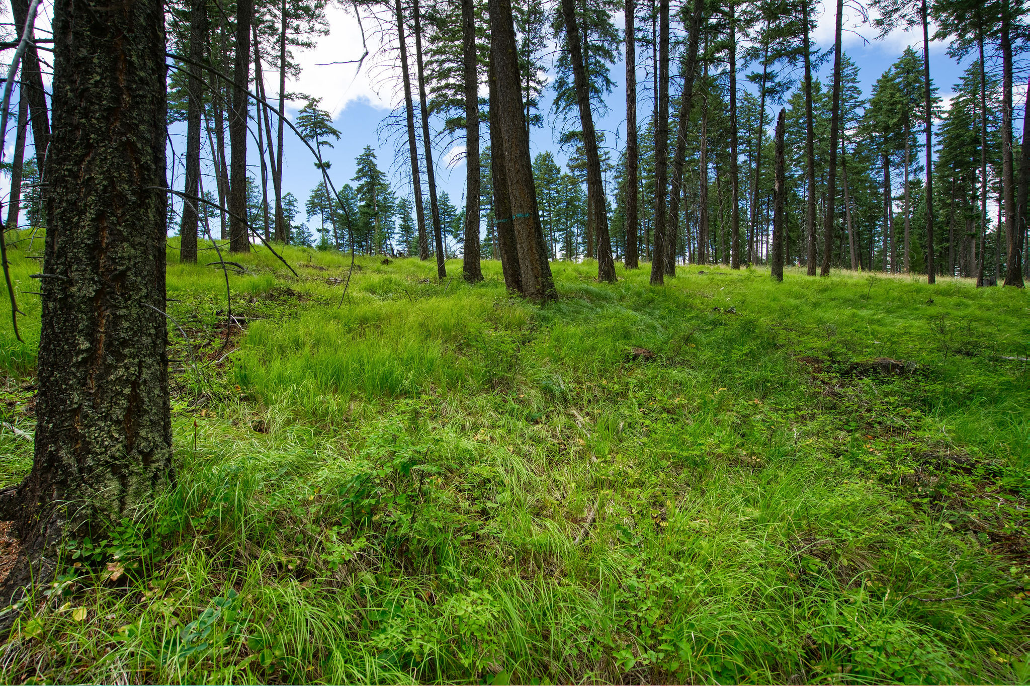 185 Rosewood Lane Lot 14