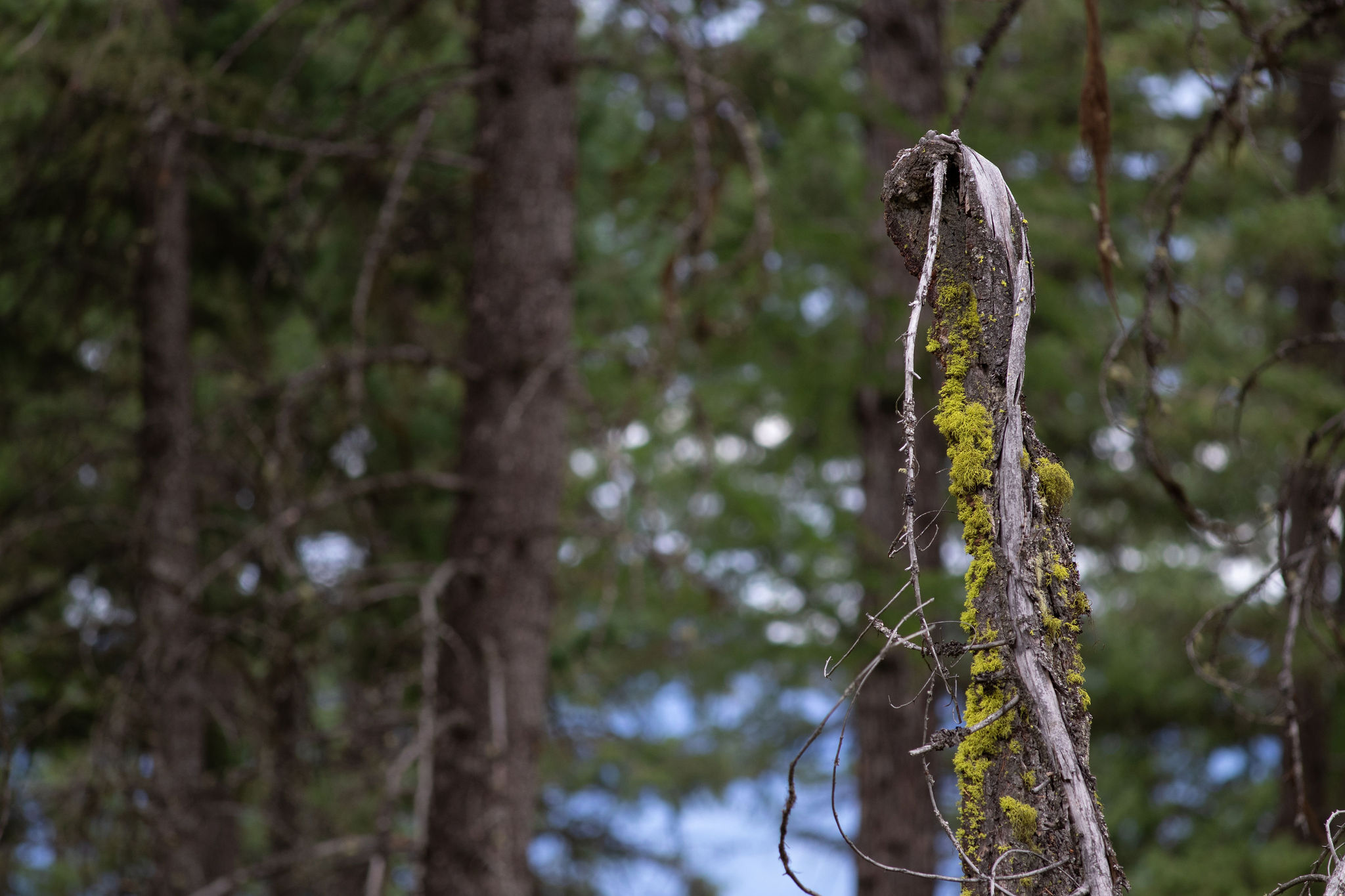 142 Rosewood Lane Lot 18