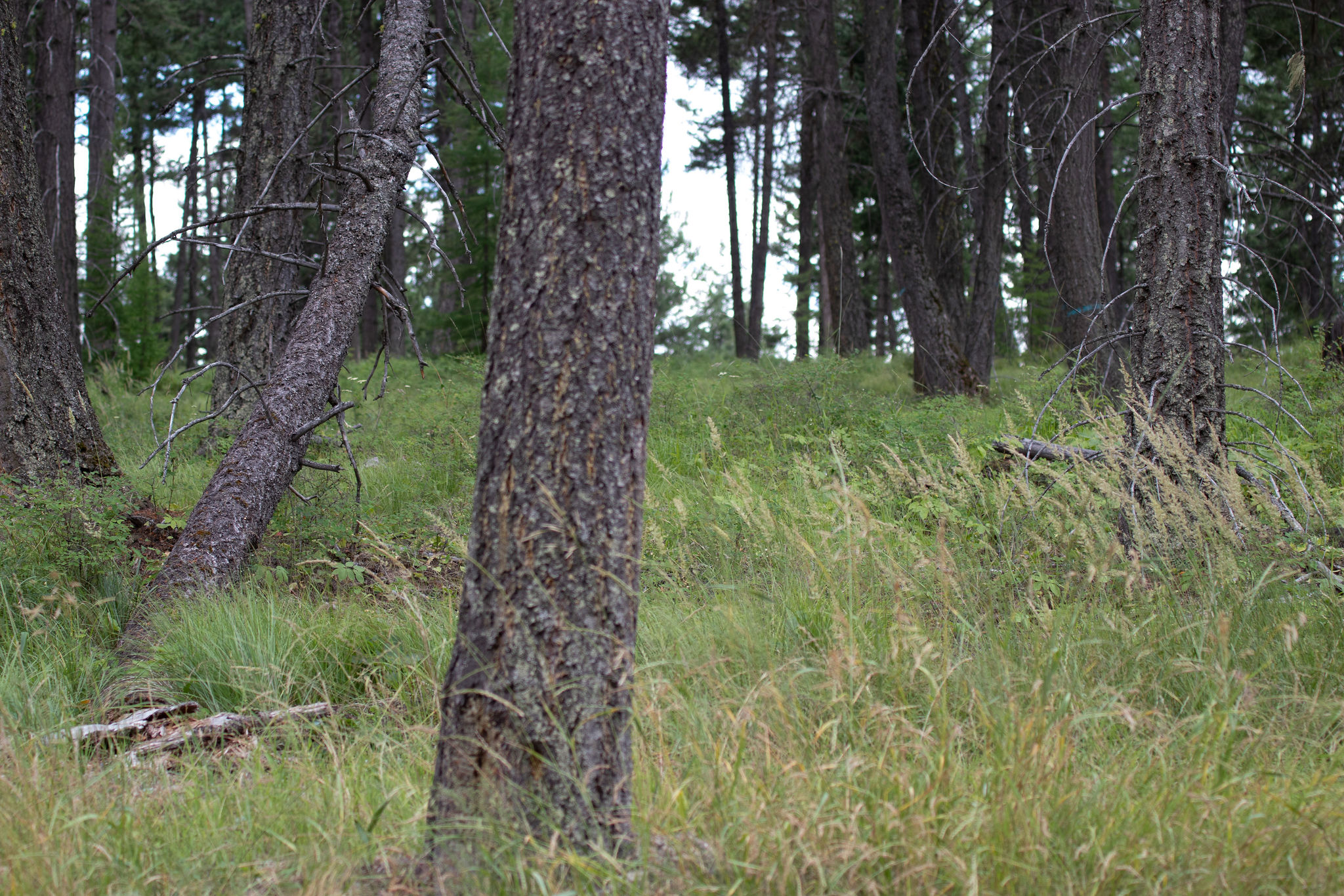 142 Rosewood Lane Lot 18