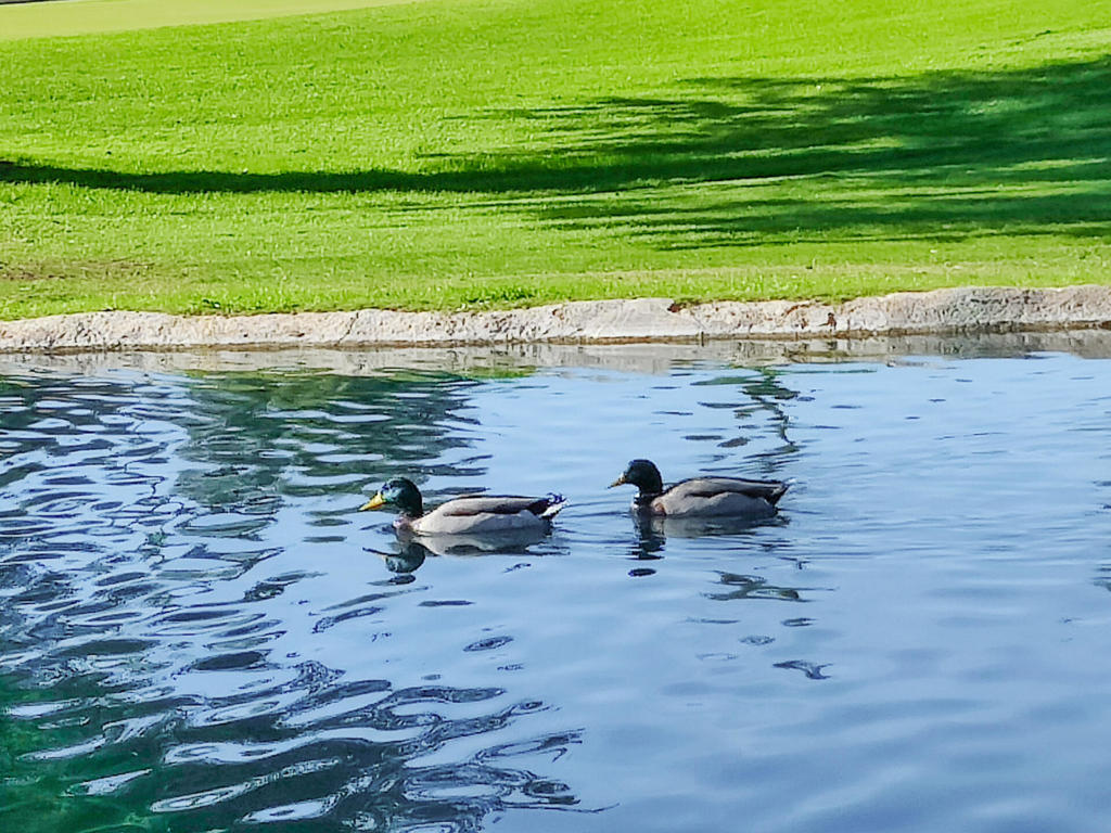 49211 Douglas Street