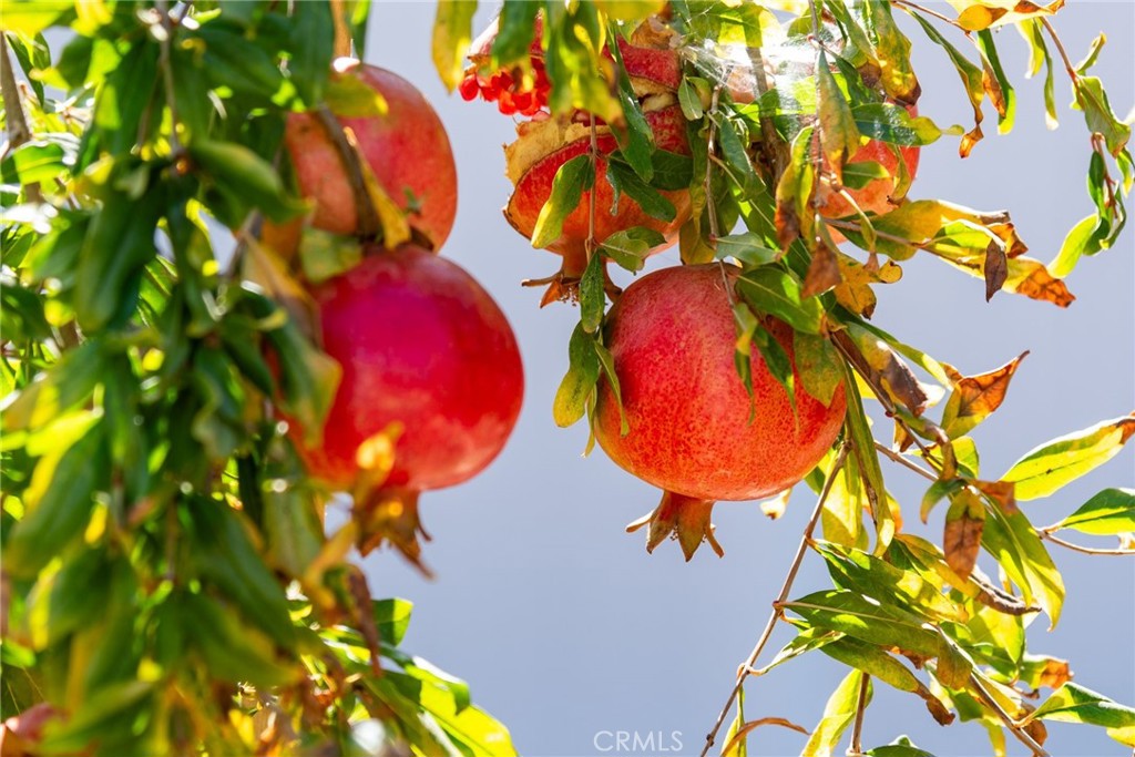 8898 Burkshire Place