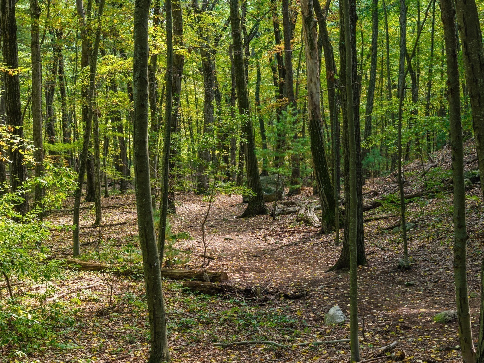 Wooded property with a leaf-covered path winding between mature trees and rocks.