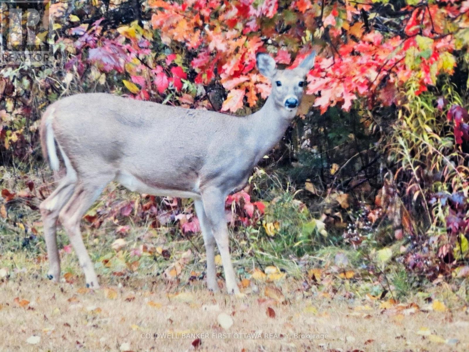 9252 HIGHWAY 511 ROAD