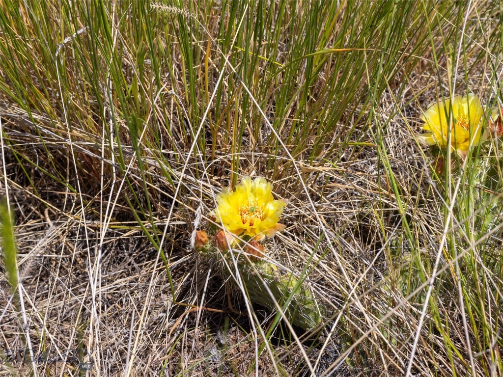 TBD Pintail Ridge Road