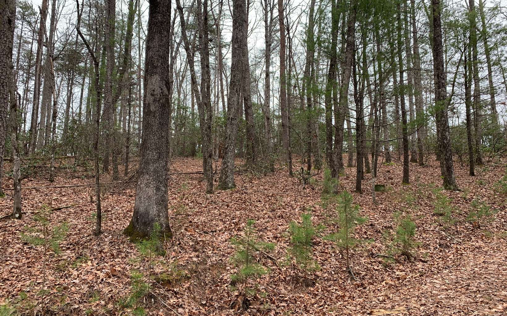 LT 21 Old Parker Place Road