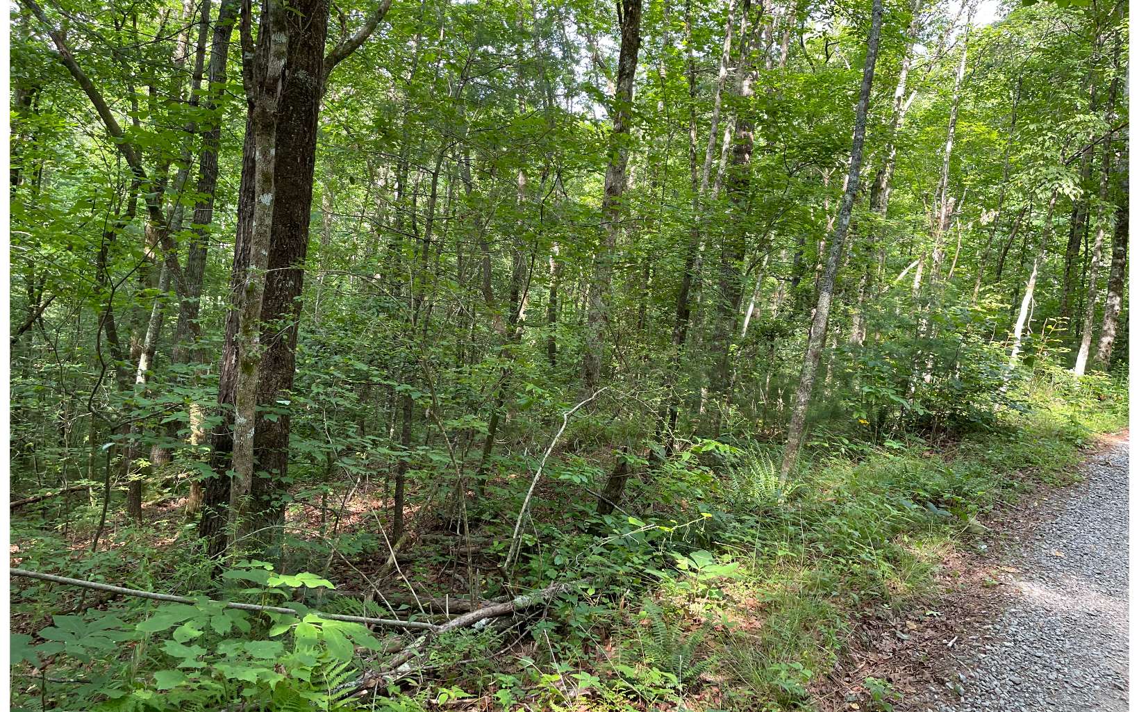 LT 19 Charlottes Web Drive