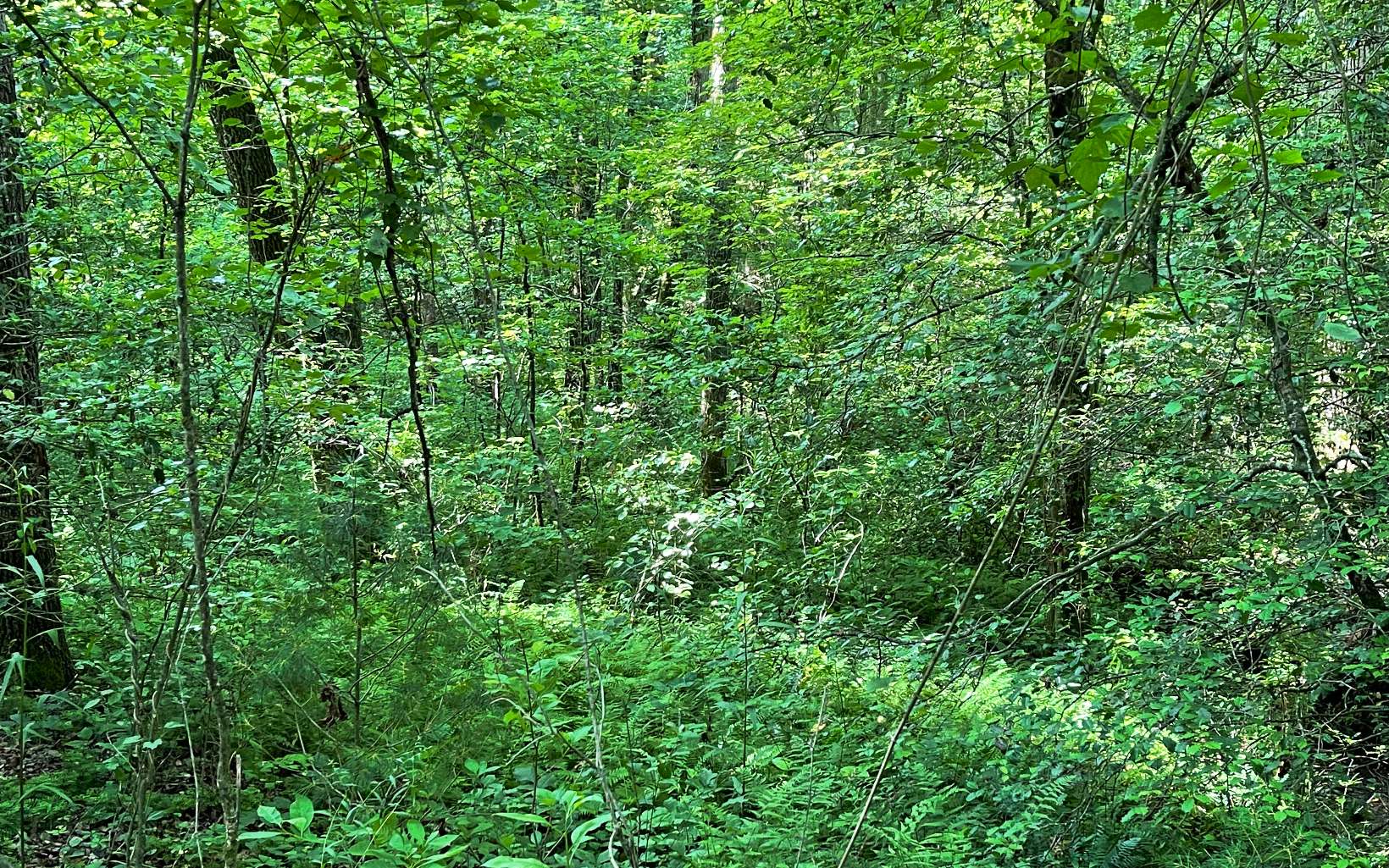 LT 19 Charlottes Web Drive