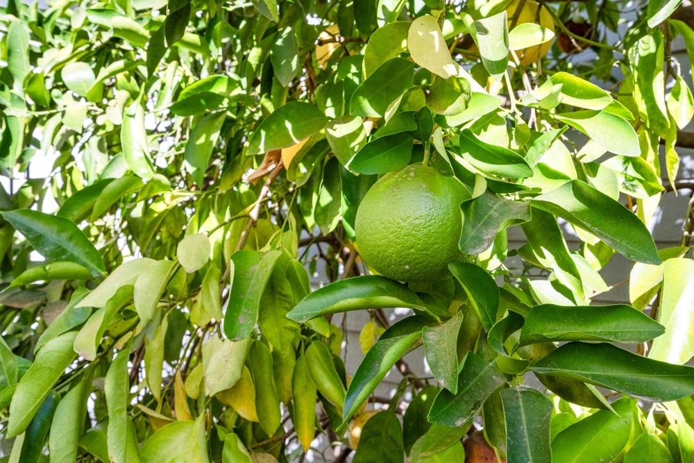 2212 Timberline Ridge Court