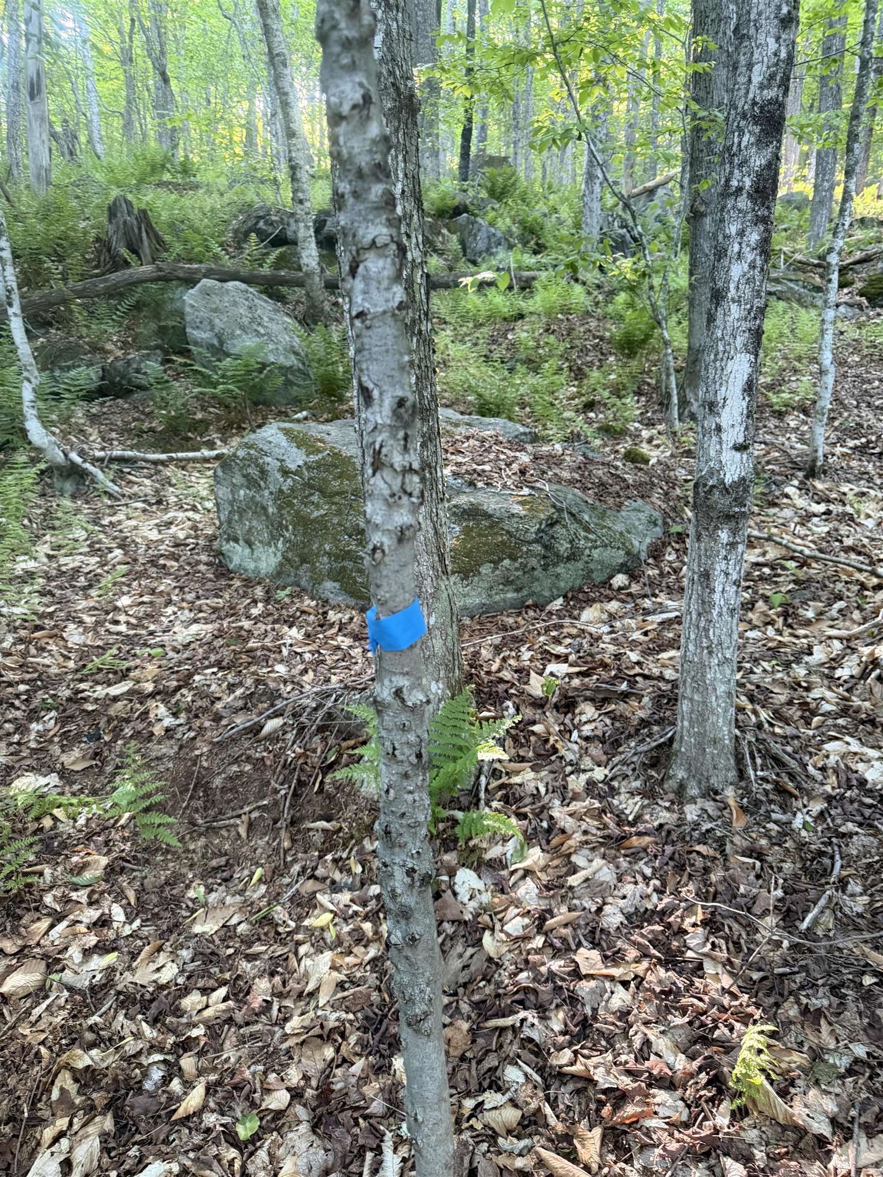 Scattered Timber Road
