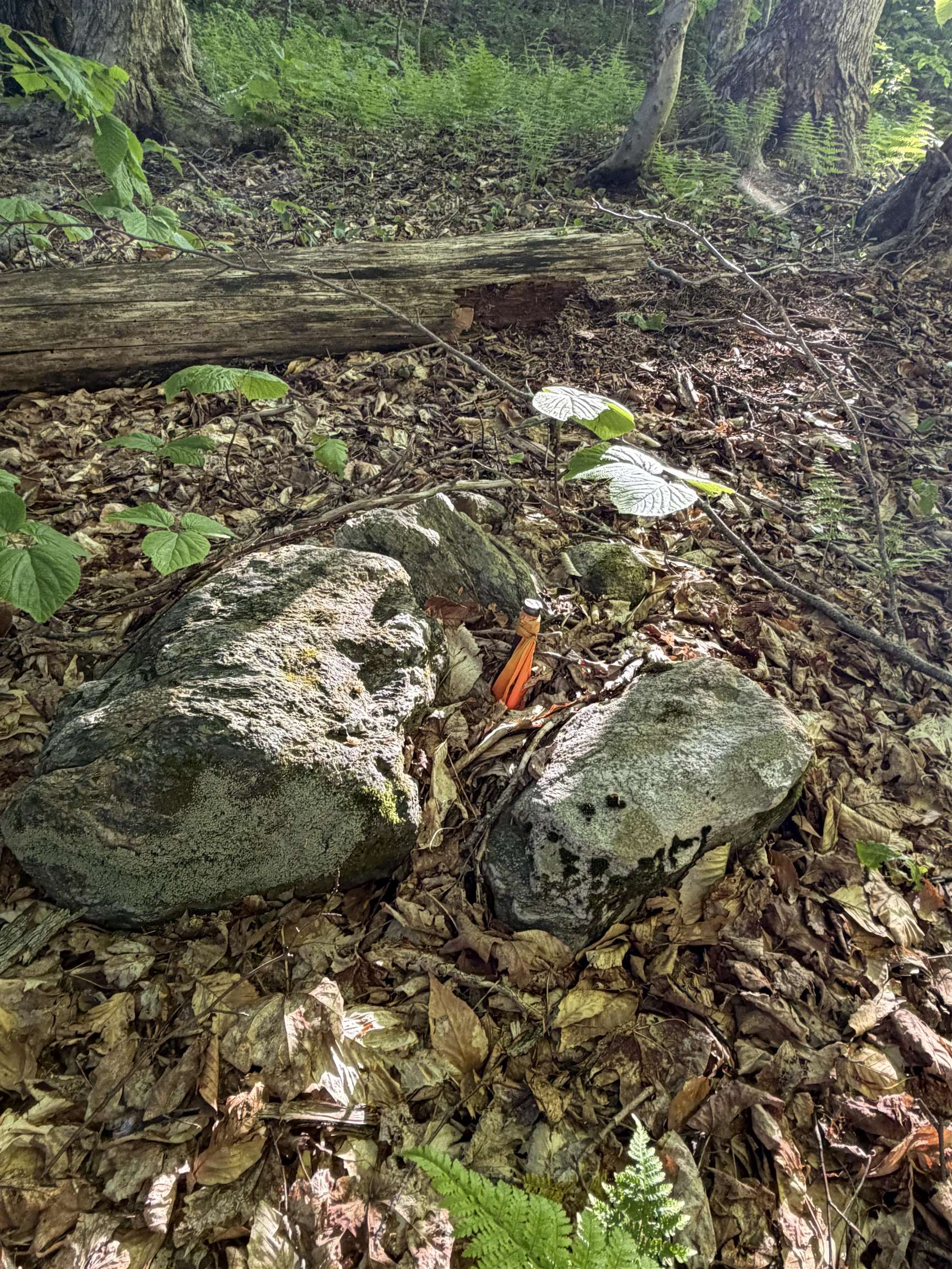 Scattered Timber Road