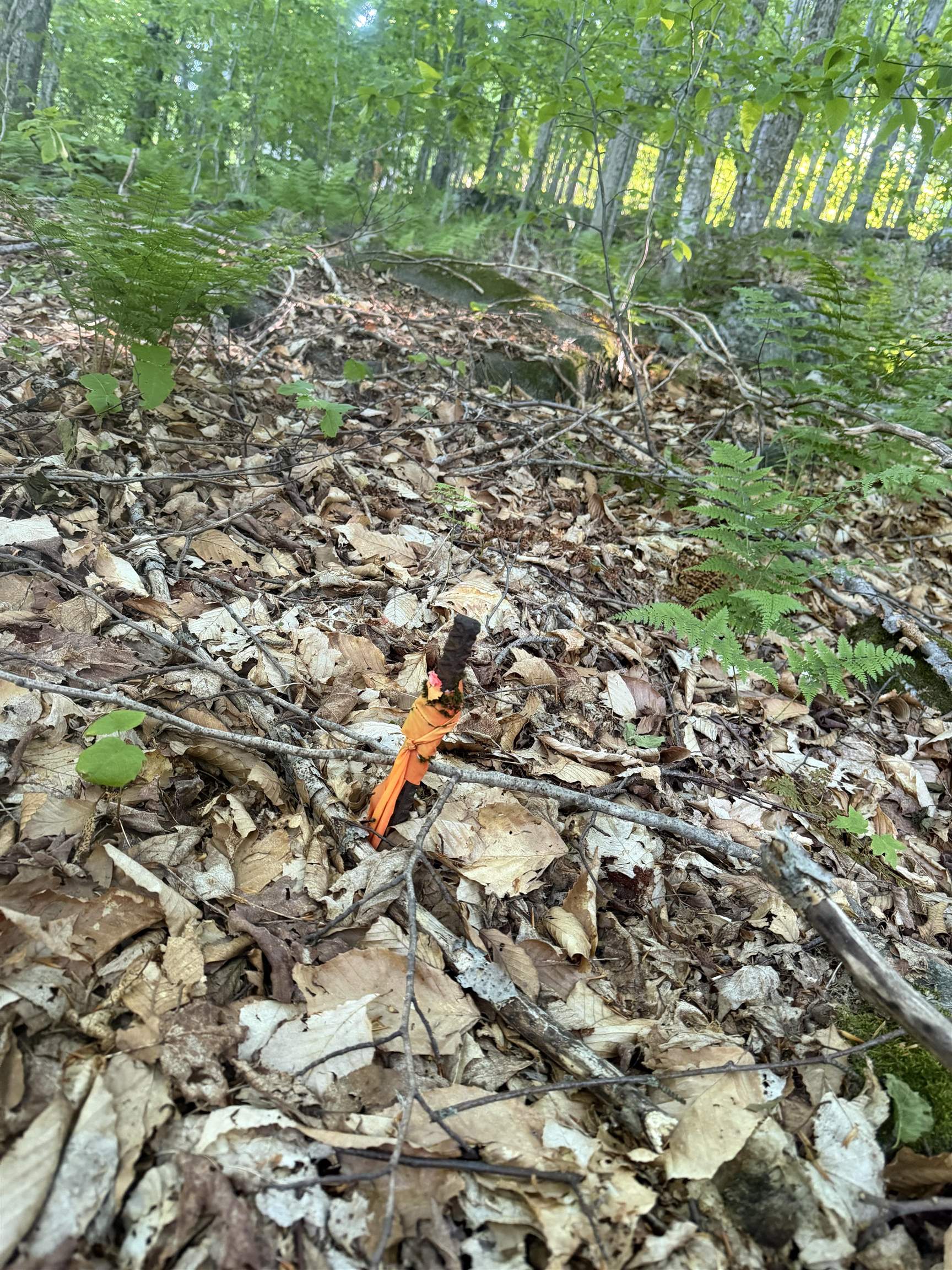 Scattered Timber Road