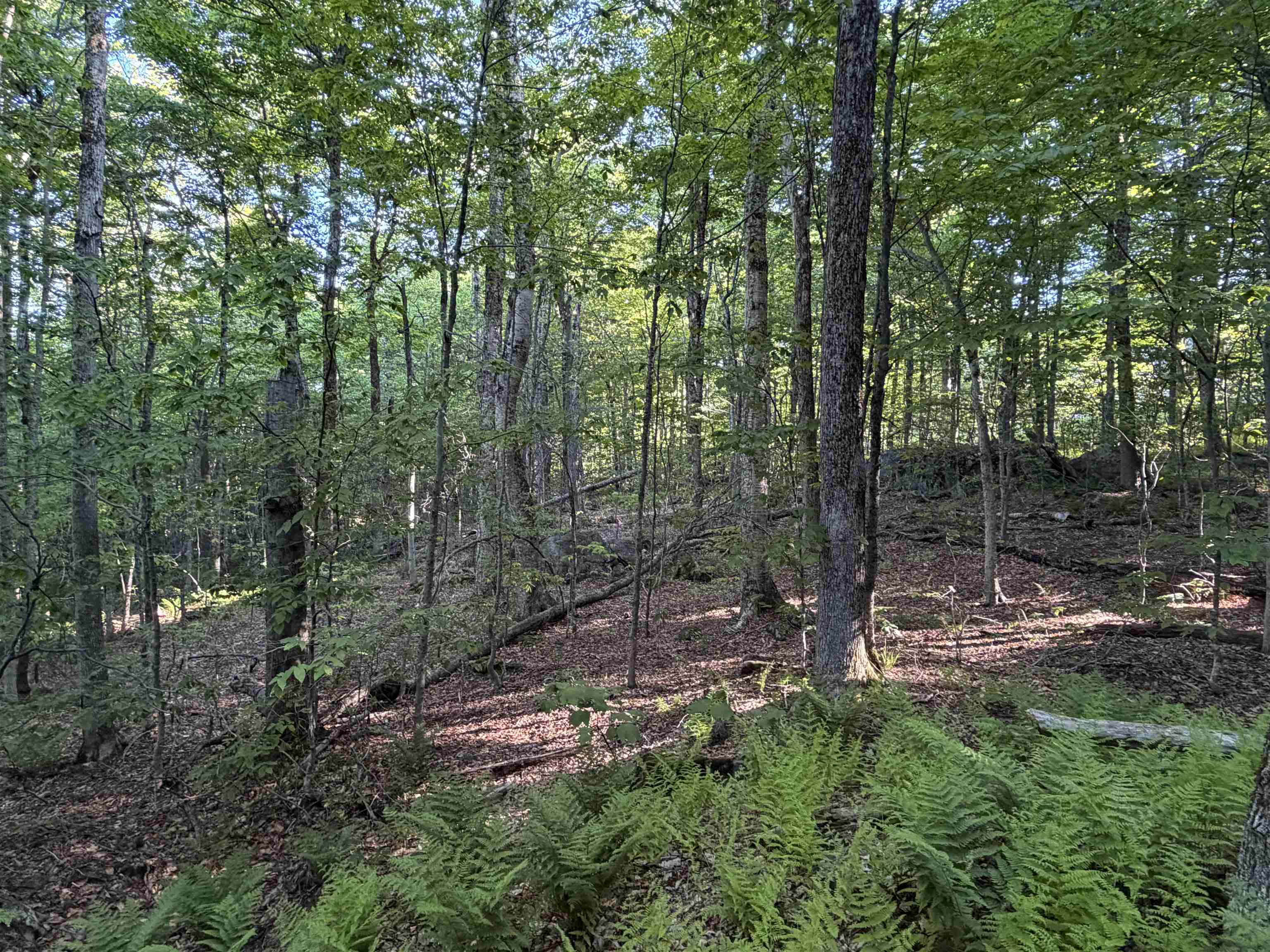 Scattered Timber Road