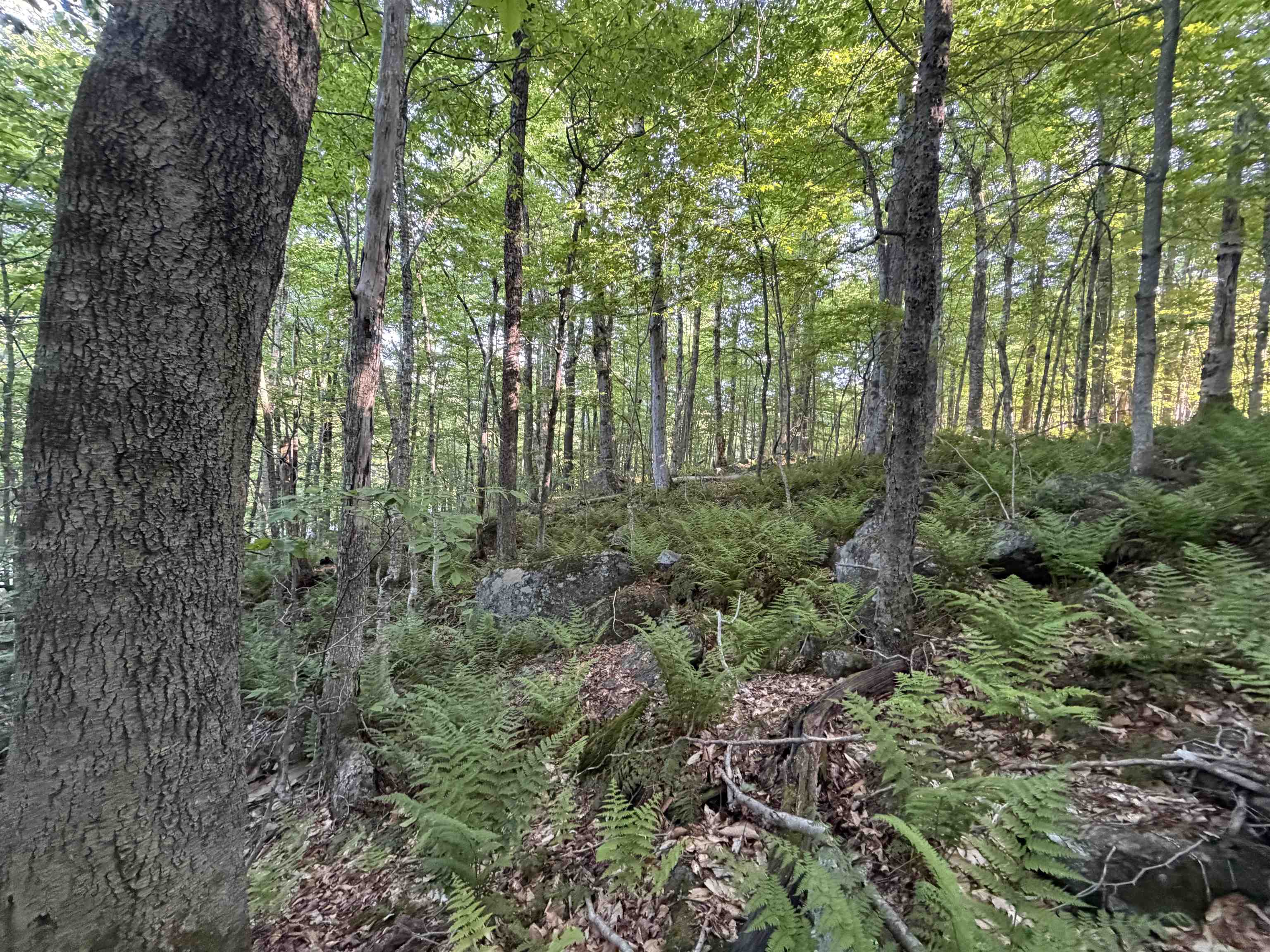 Scattered Timber Road