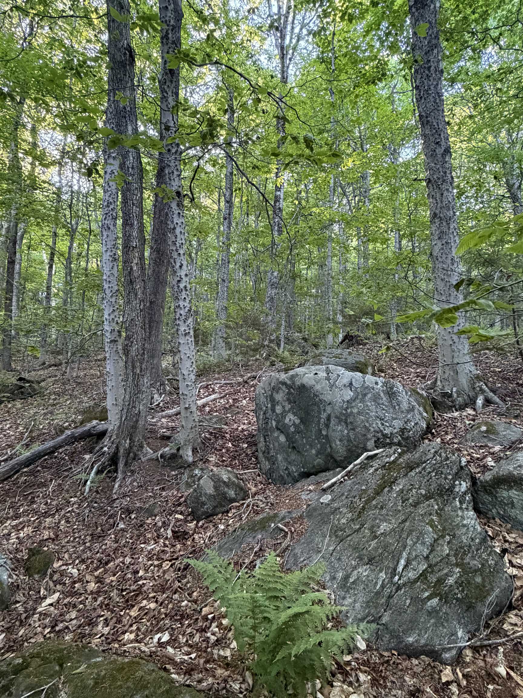 Scattered Timber Road
