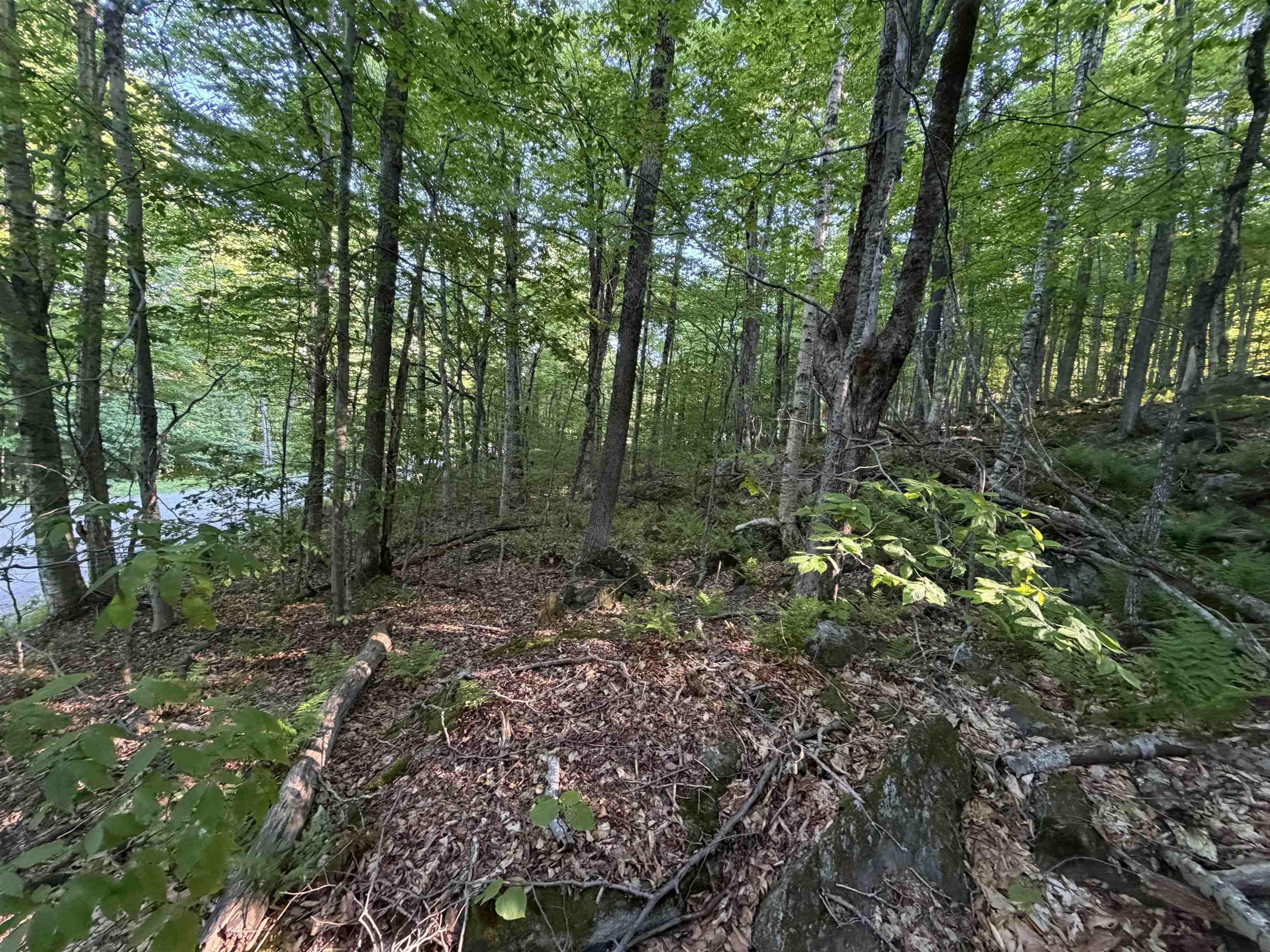 Scattered Timber Road