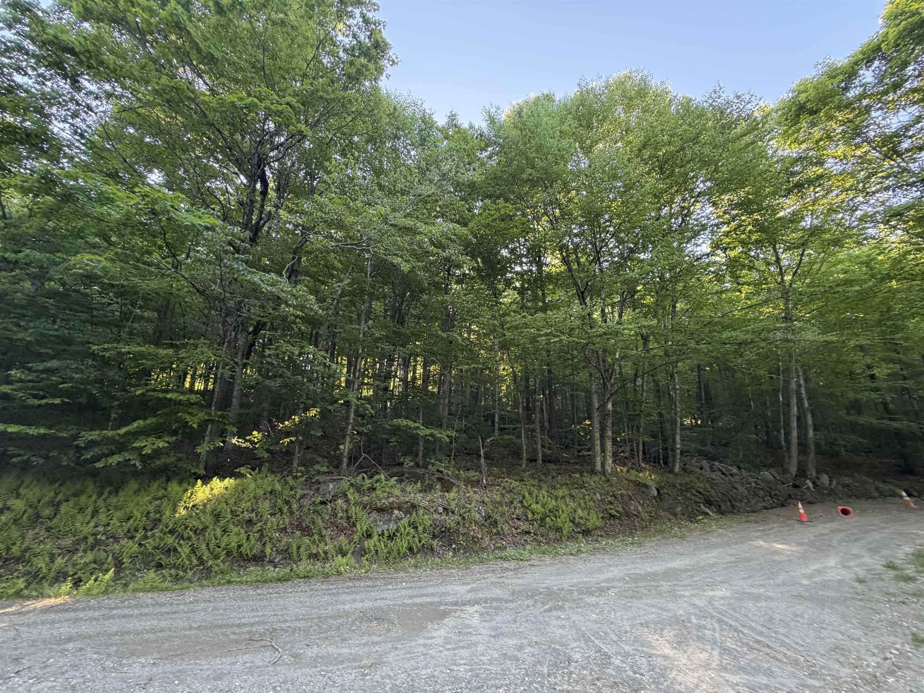 Scattered Timber Road