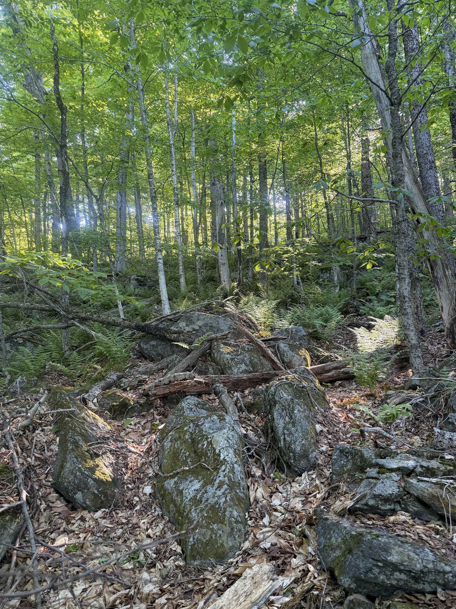 Scattered Timber Road