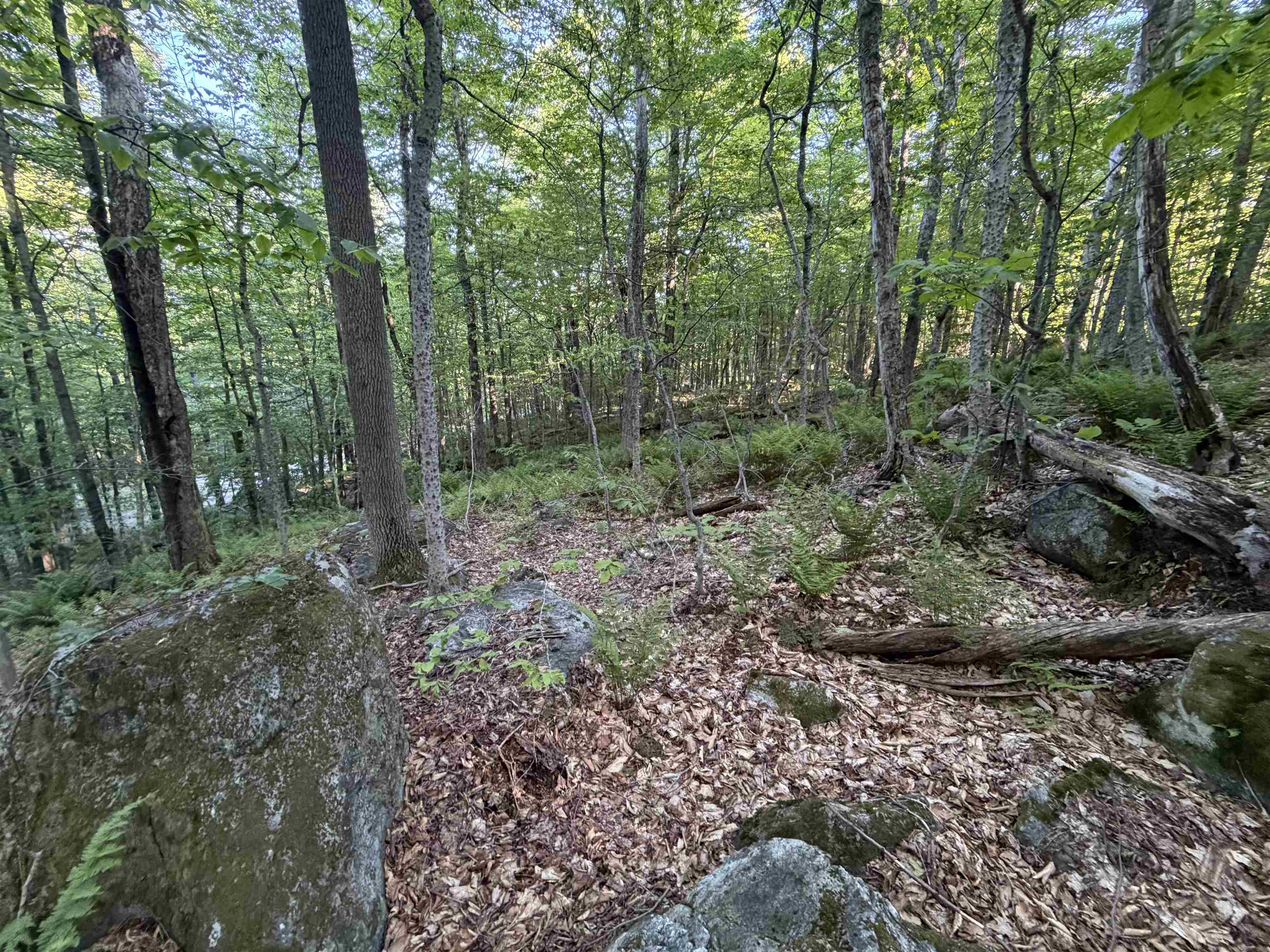 Scattered Timber Road