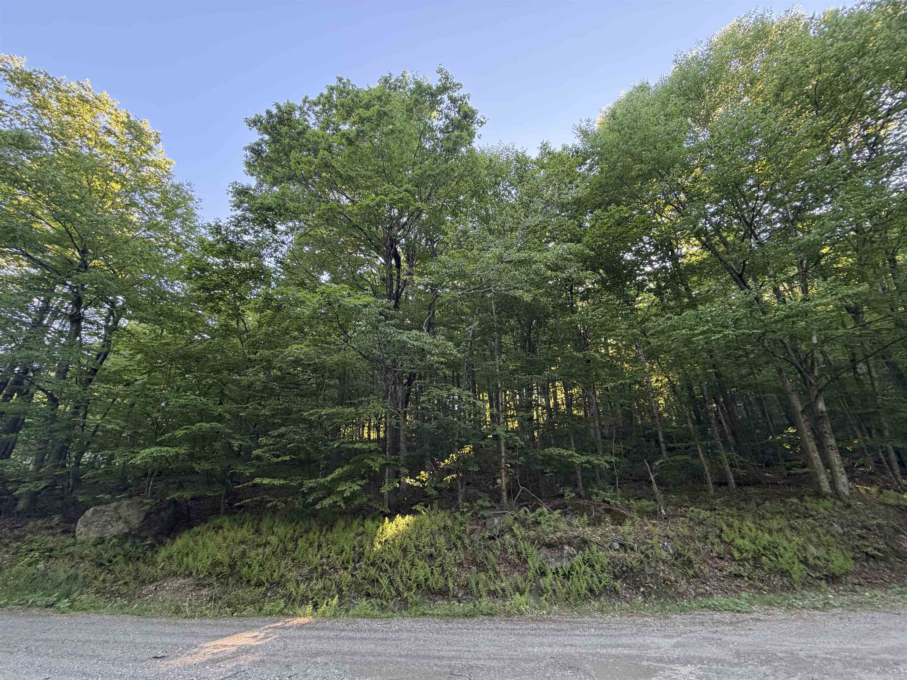 Scattered Timber Road