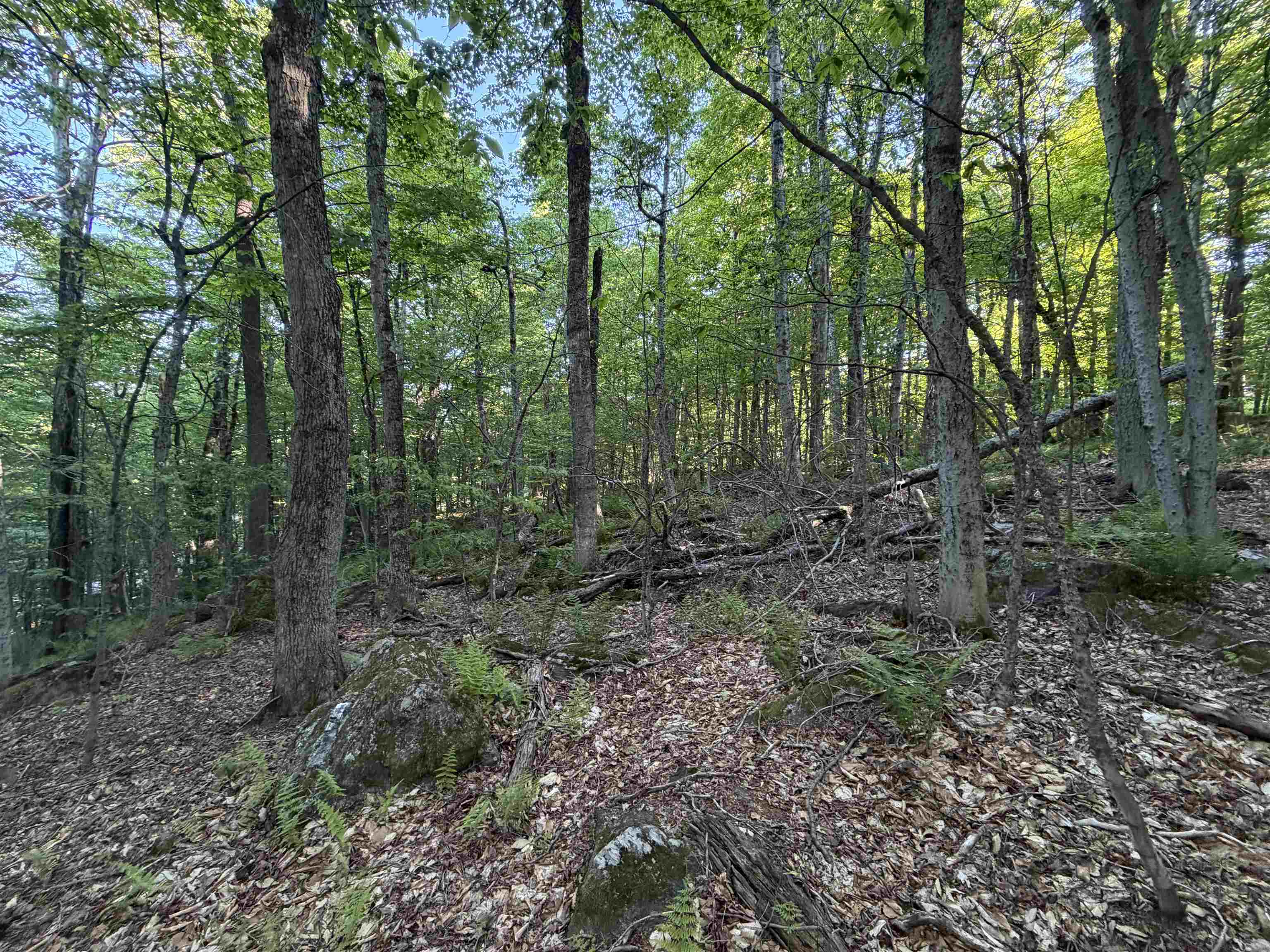Scattered Timber Road