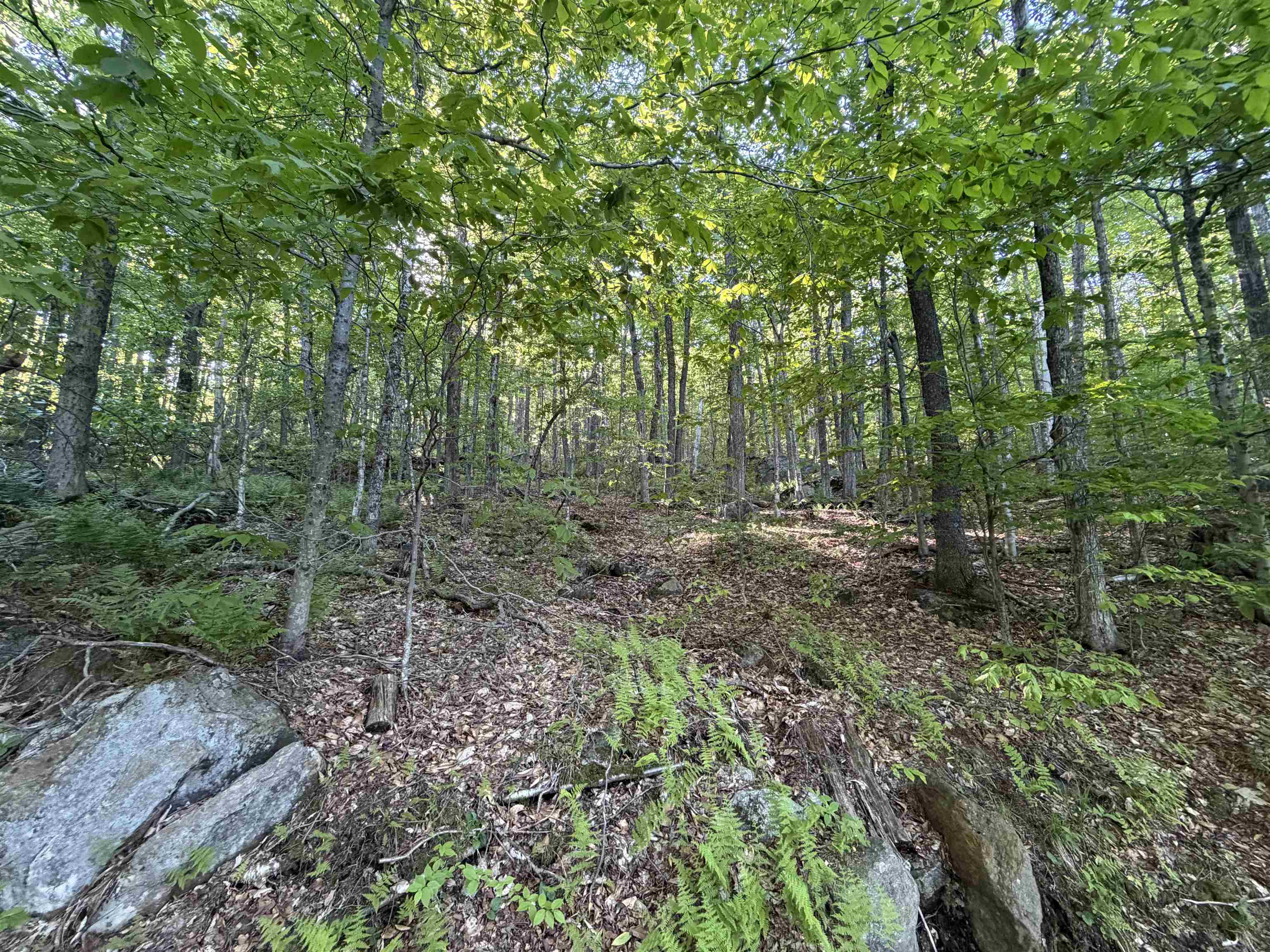 Scattered Timber Road