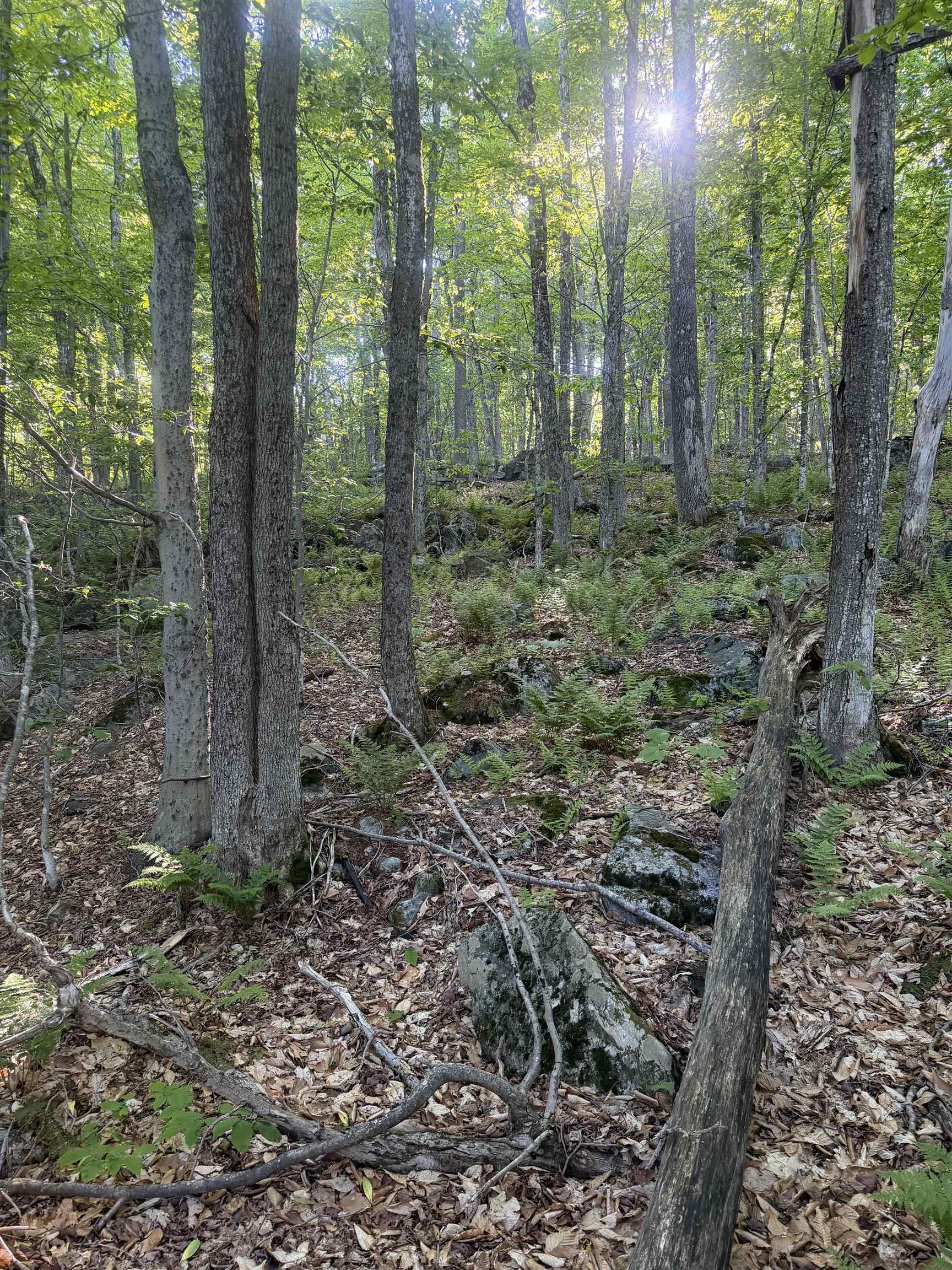 Scattered Timber Road