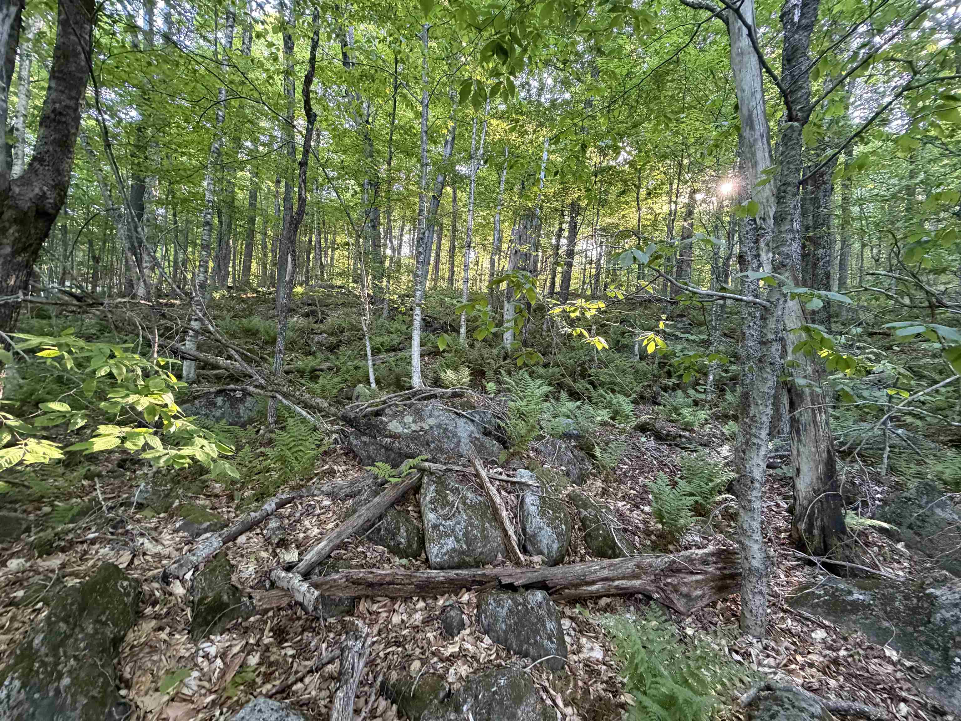 Scattered Timber Road