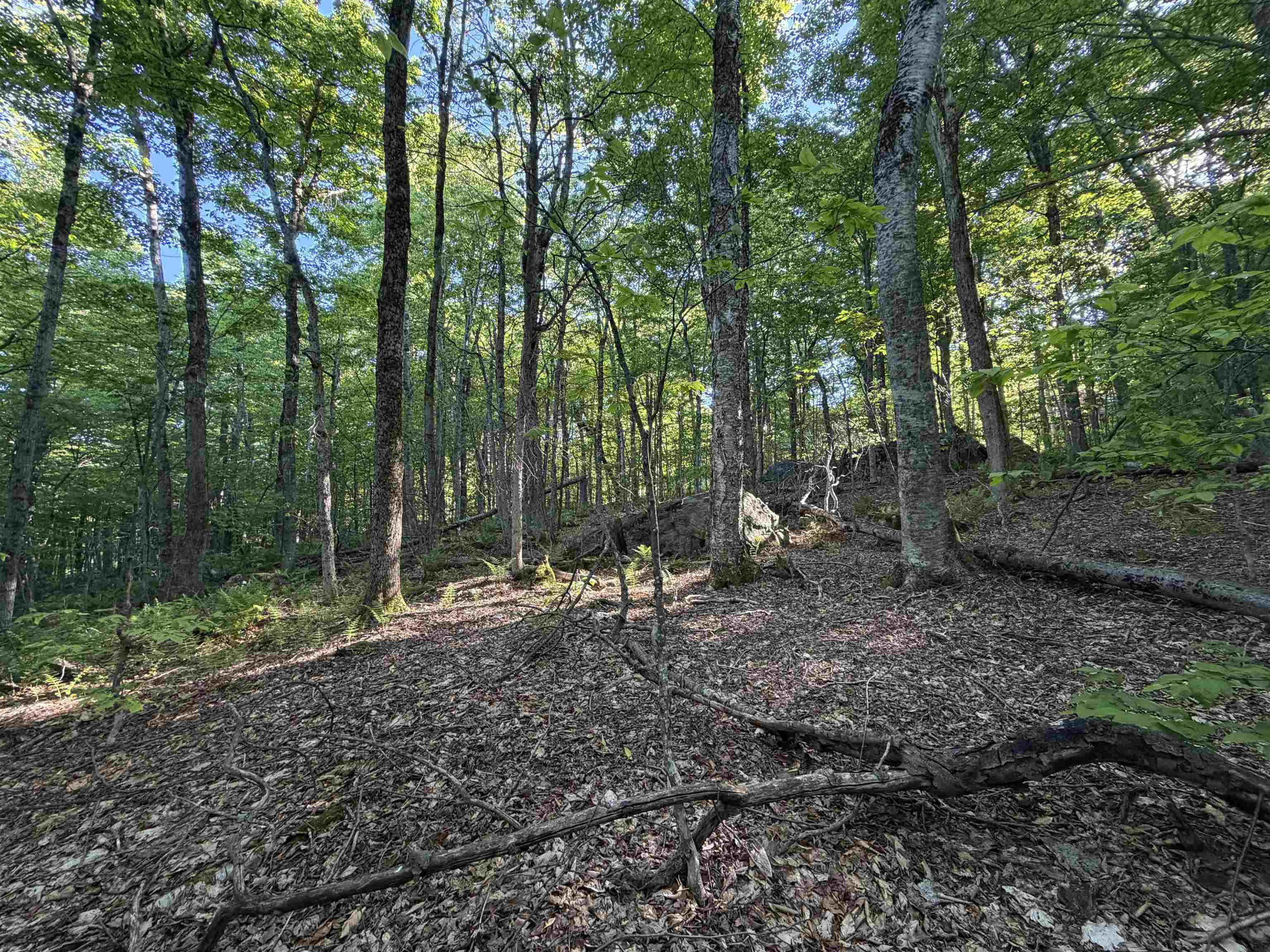 Scattered Timber Road