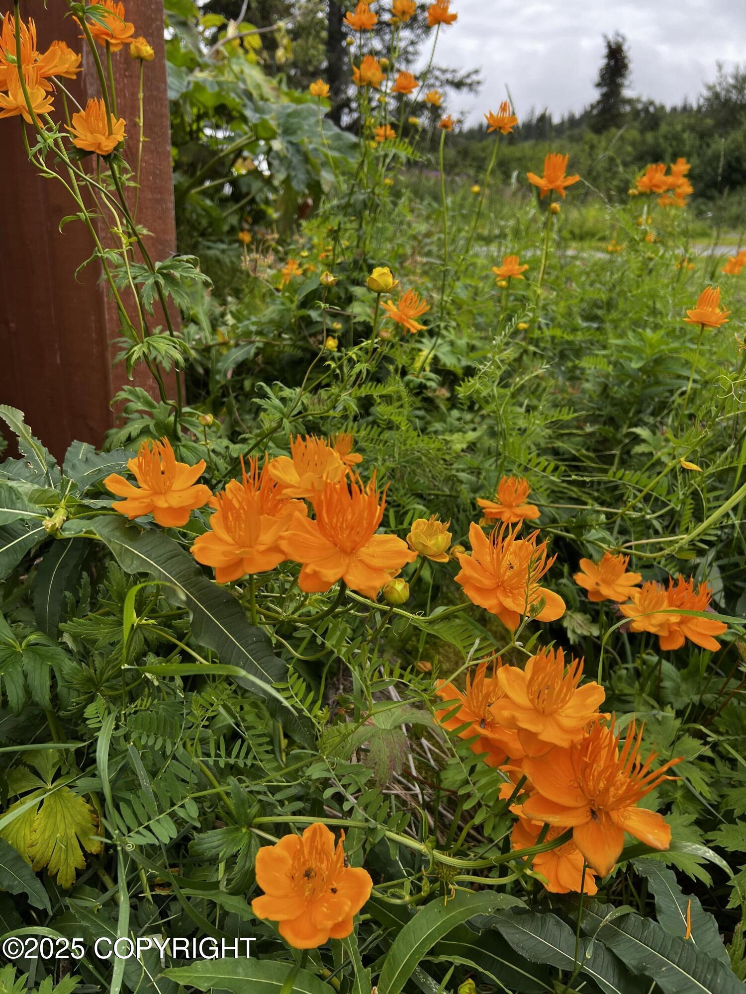 11380 Stroganof Drive