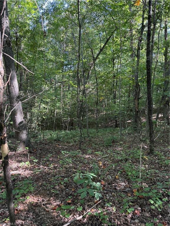 Wooded lot with mature trees and dense green undergrowth.