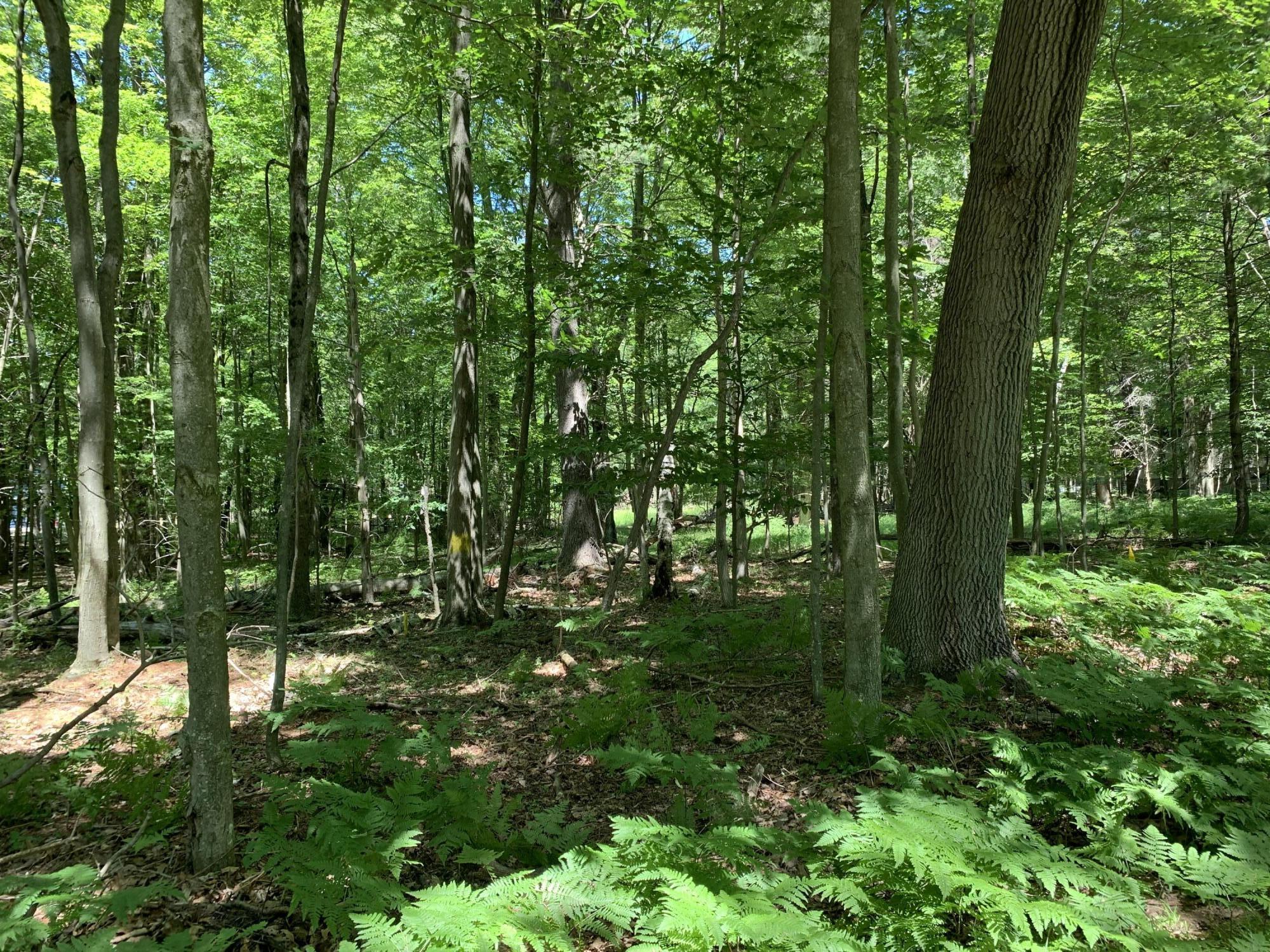 Range Street, Lots 31,32,33