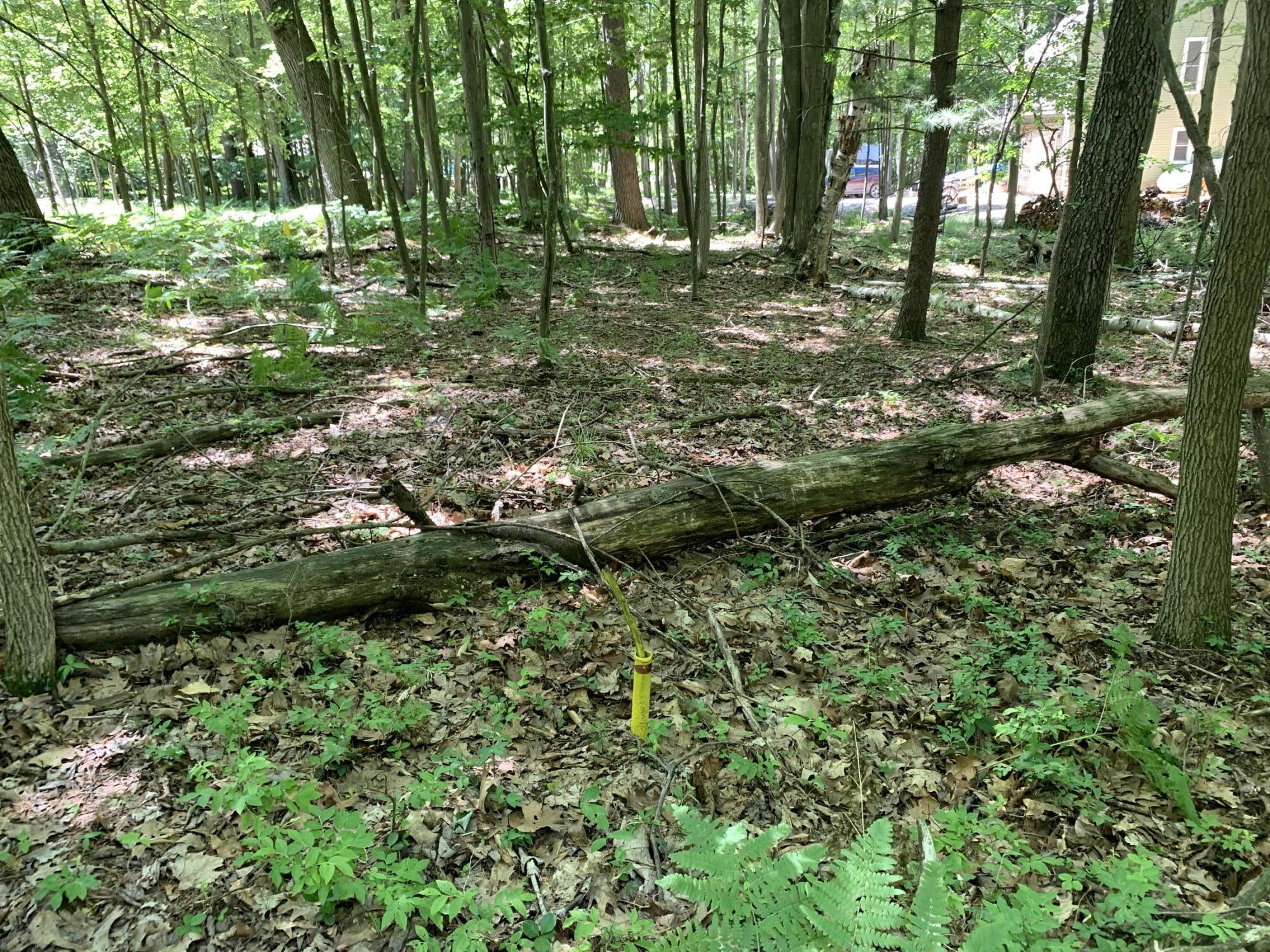 Range Street, Lots 31,32,33