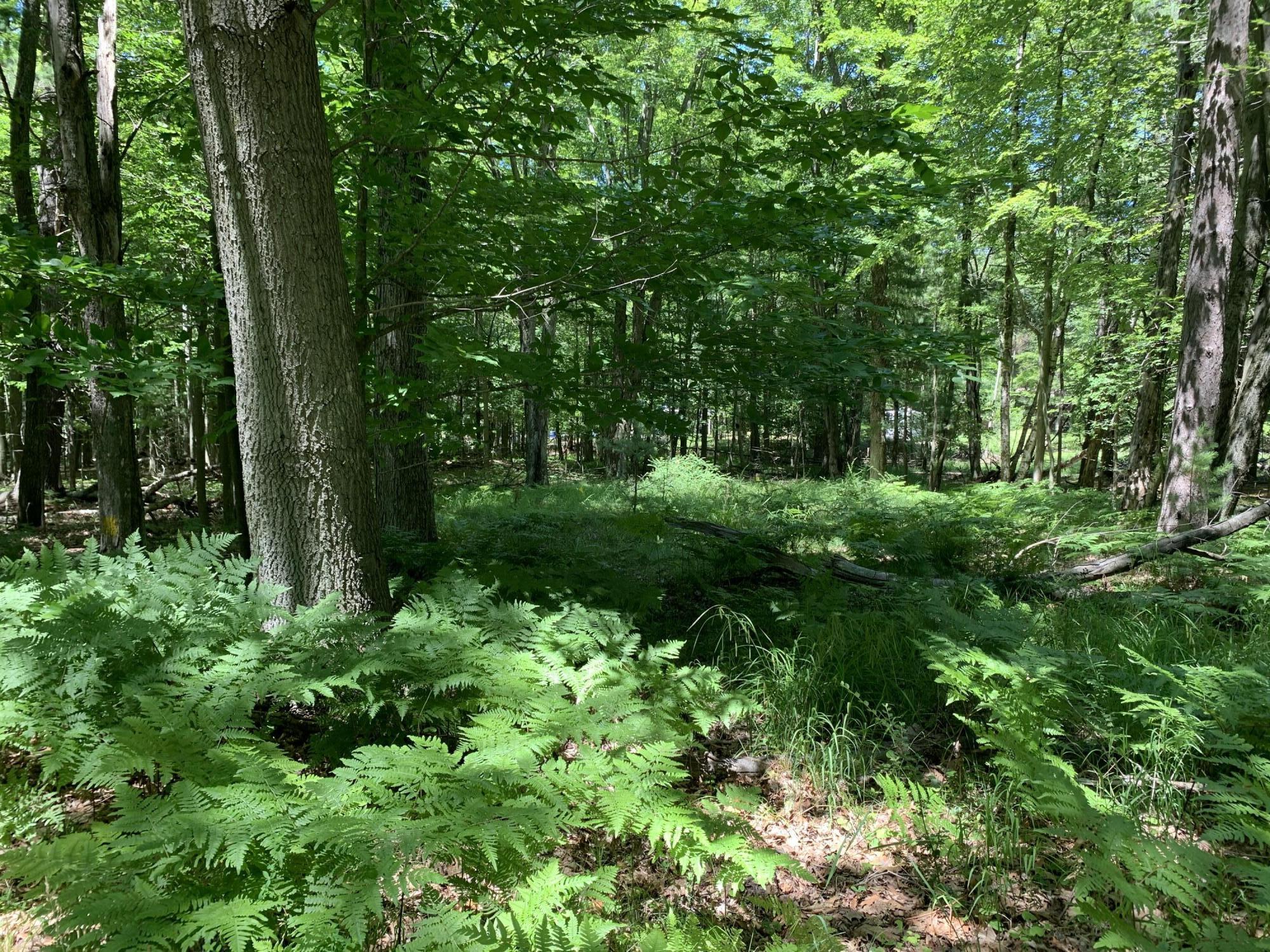 Range Street, Lots 31,32,33