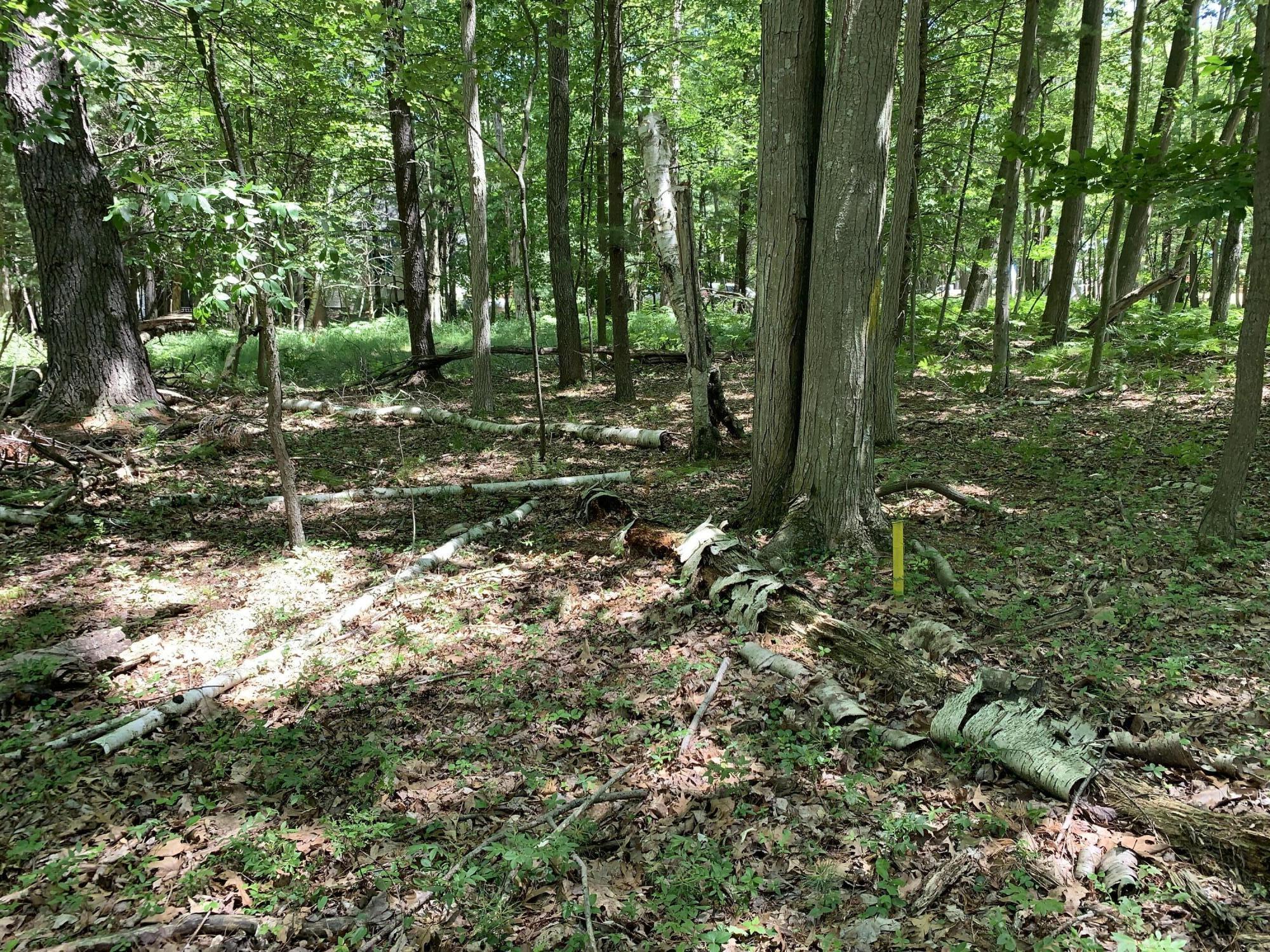 Range Street, Lots 31,32,33
