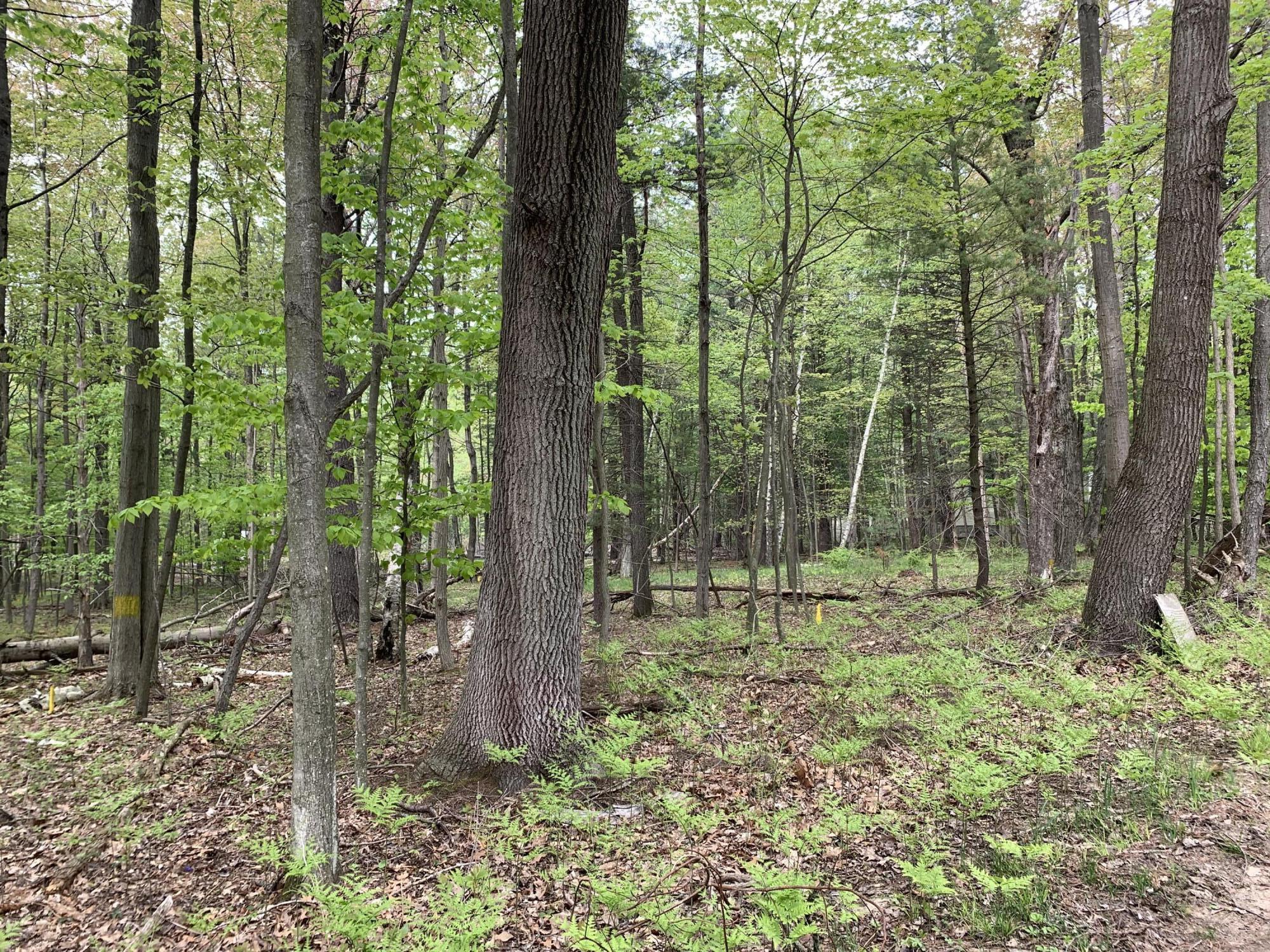 Range Street, Lots 31,32,33