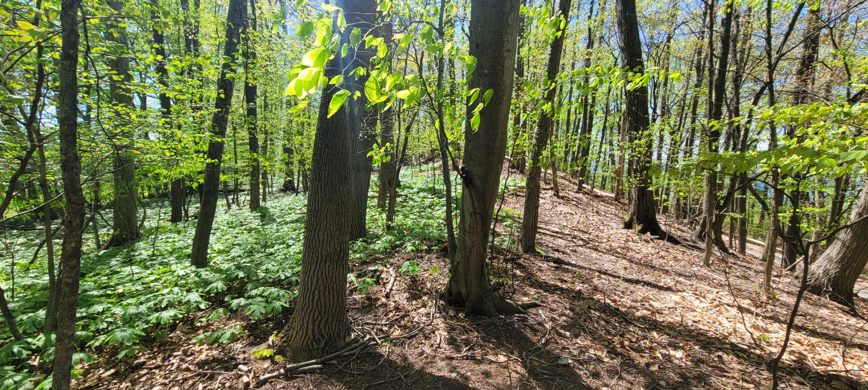 0 Lot 21 Sable Point Drive, 21