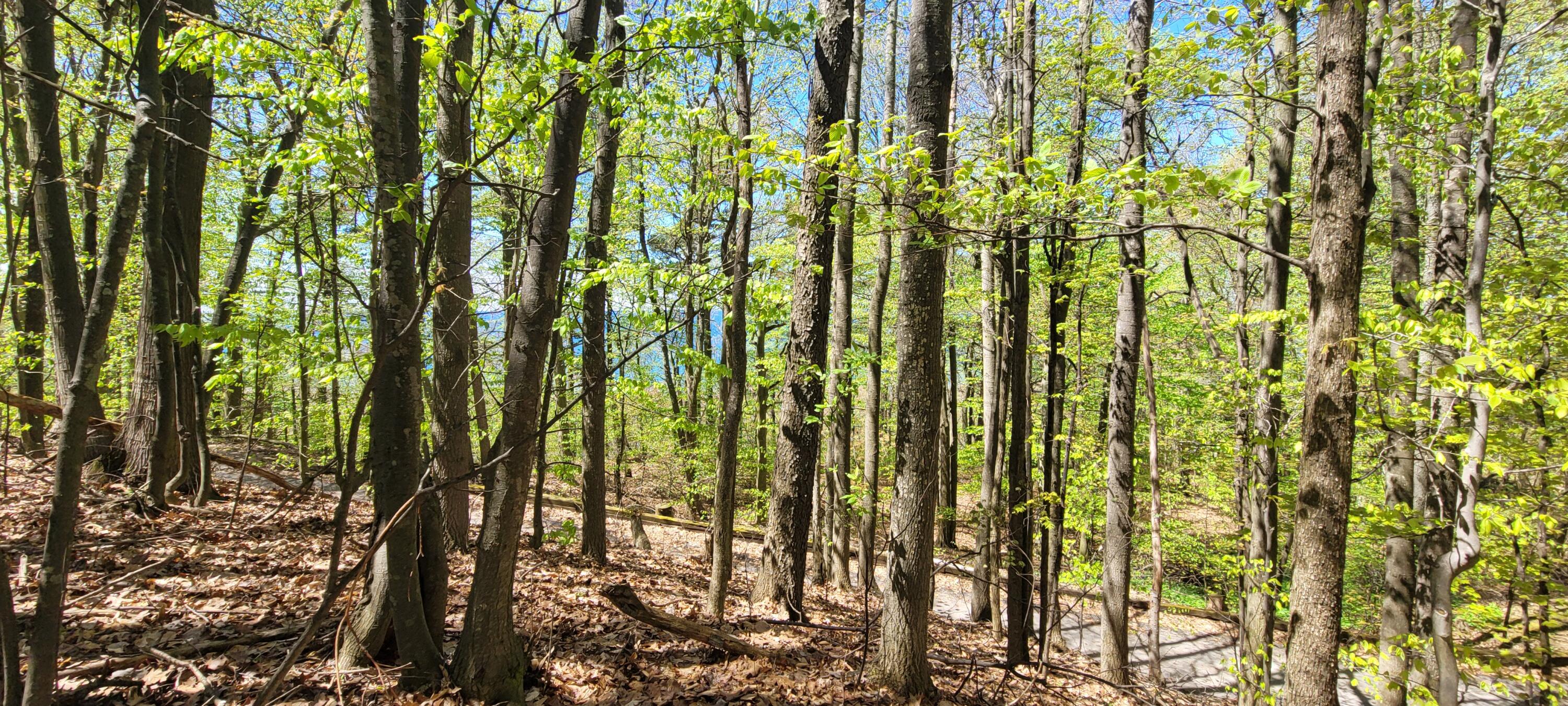 0 Lot 21 Sable Point Drive, 21