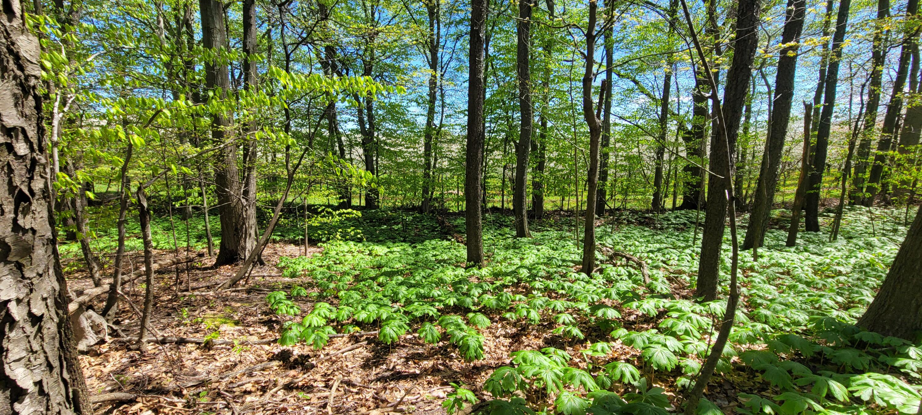 0 Lot 21 Sable Point Drive, 21