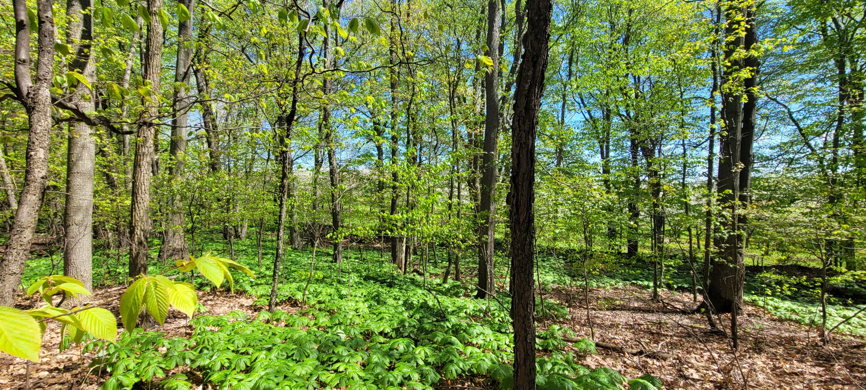 0 Lot 21 Sable Point Drive, 21