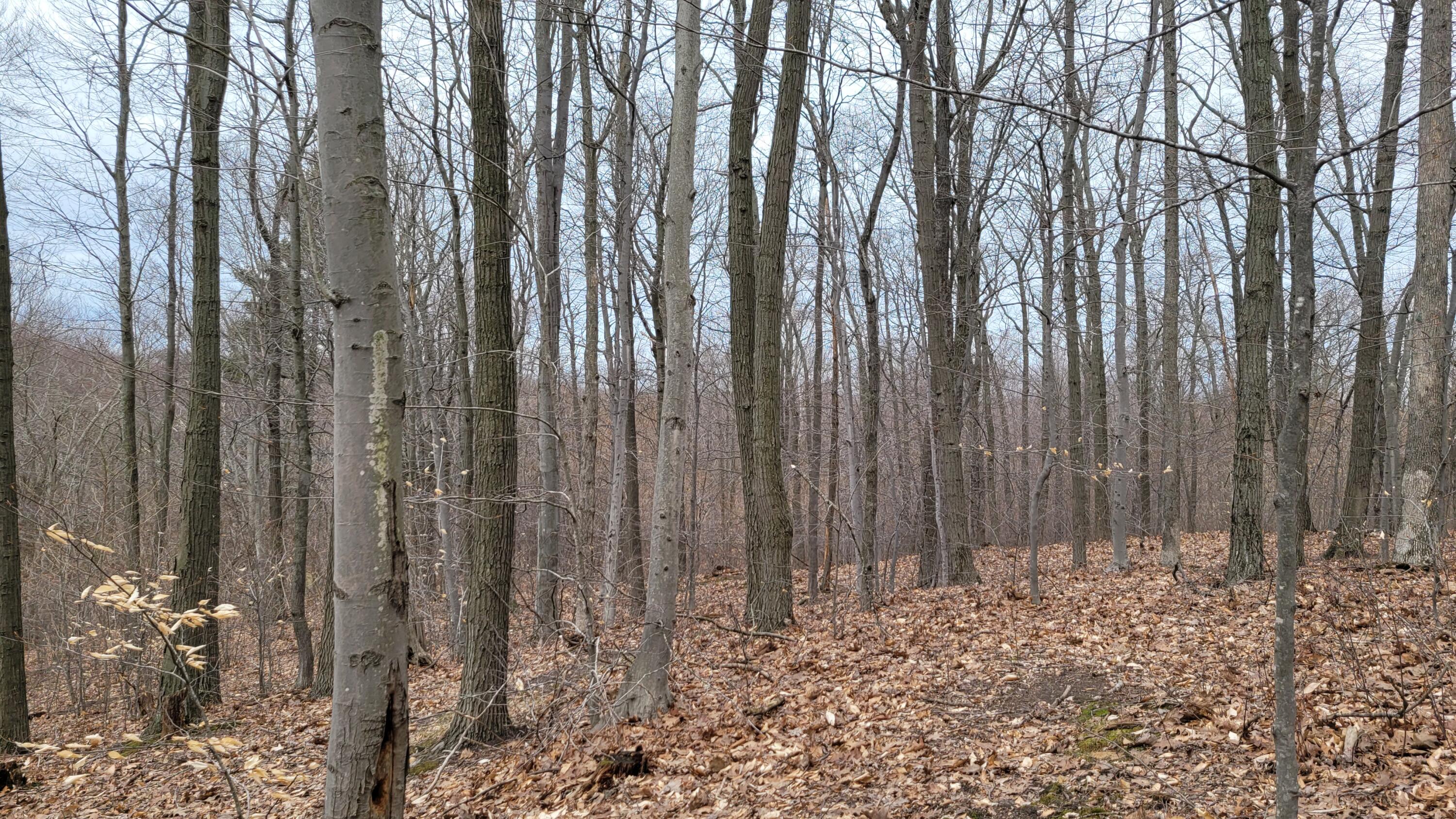 Parcel 8 Silver Vista Lane