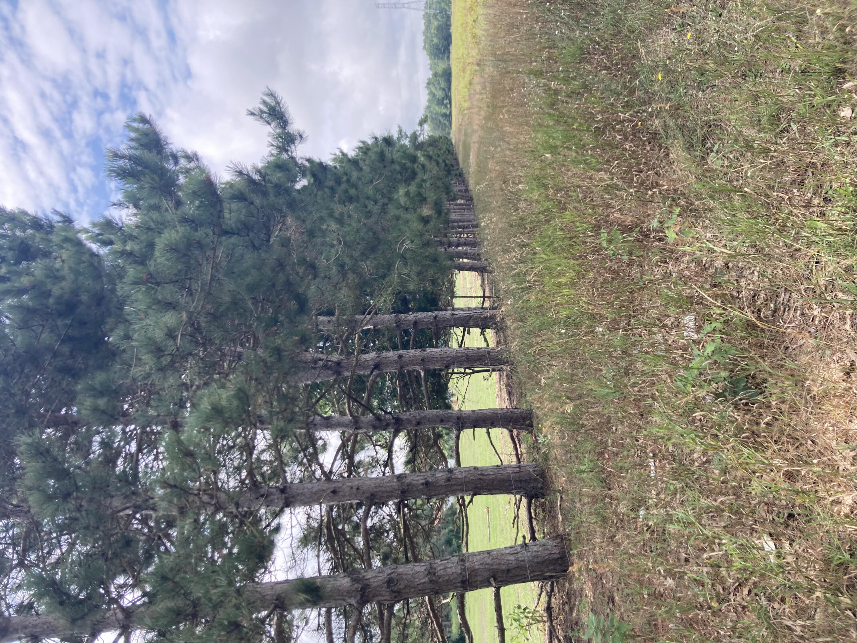 V/L 88th Avenue