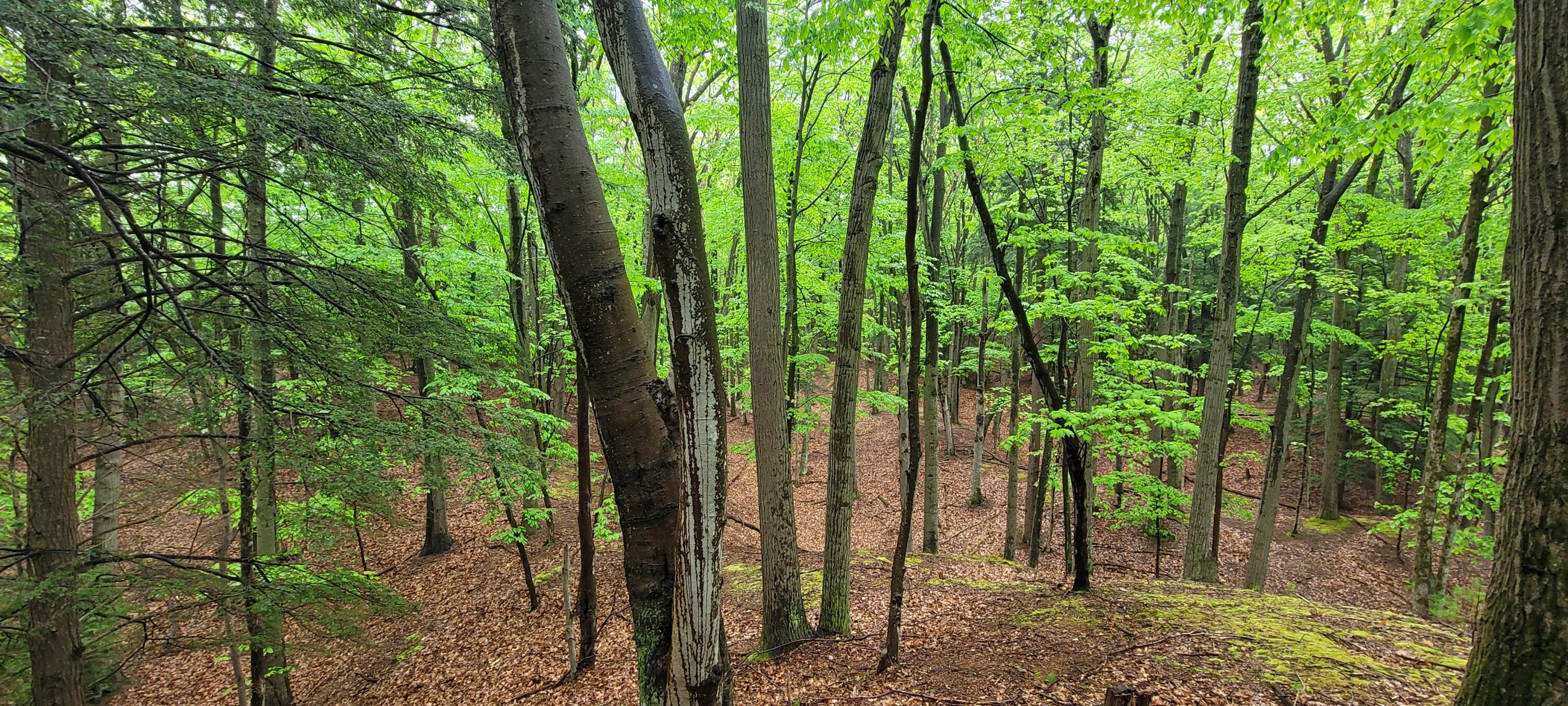 blks 10 11 and more Avenue D