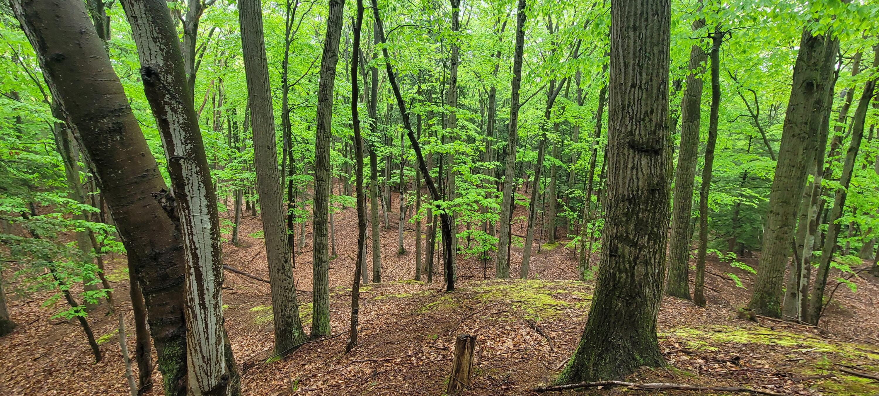 blks 10 11 and more Avenue D